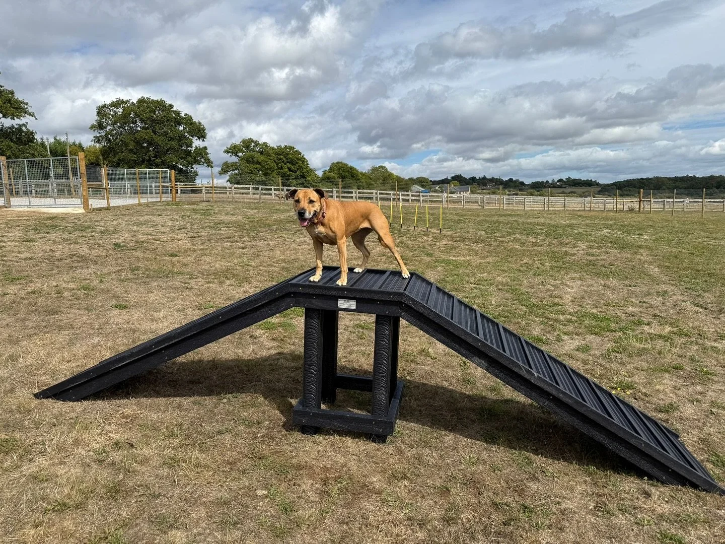 Miss Winnie herself demonstrating how to use the up and over 👑🐾