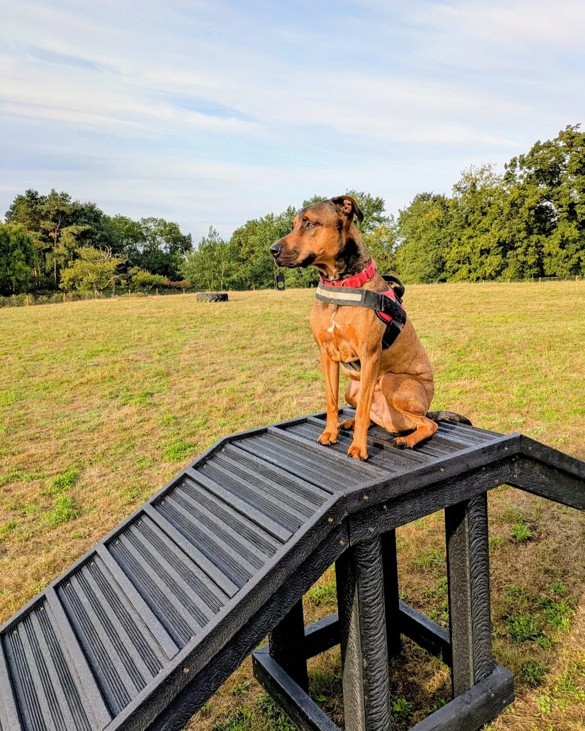 Some of our very good boys and girls who visited the field this weekend - tag us in your photos at the field 📸🐶