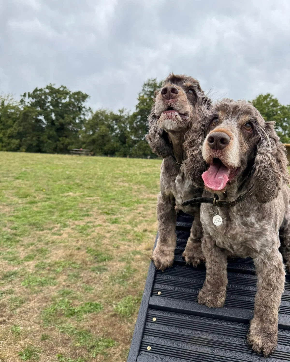 A customer shared these photos with us of their dogs having fun over the weekend - even tackling the up and over 📸🐕🐾