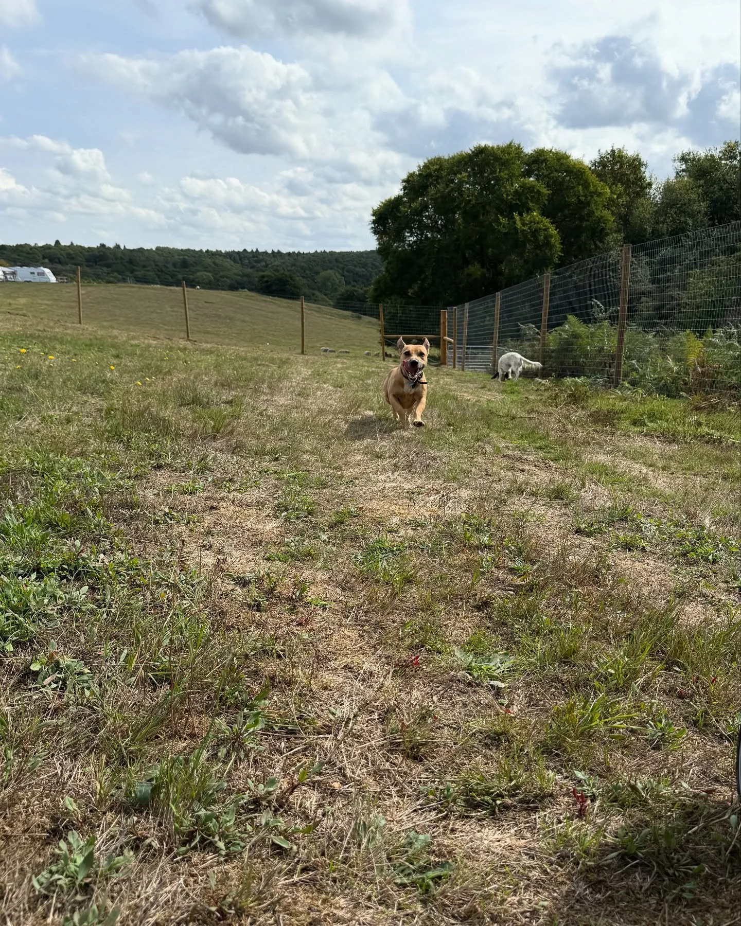 Running into hump day feels like .. 🐶 #securefield #dogfield #dogexercise