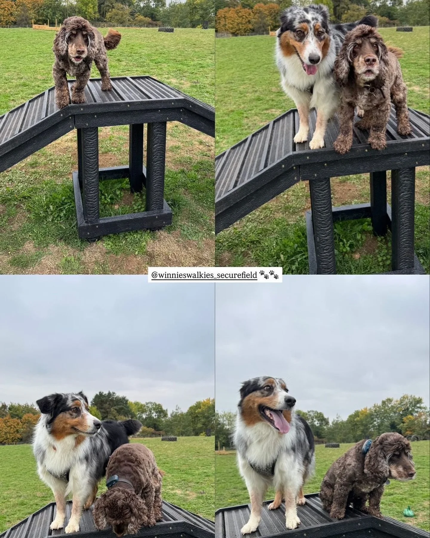 We love it when customers share photos of their trips to the field ❤️🐶🐕