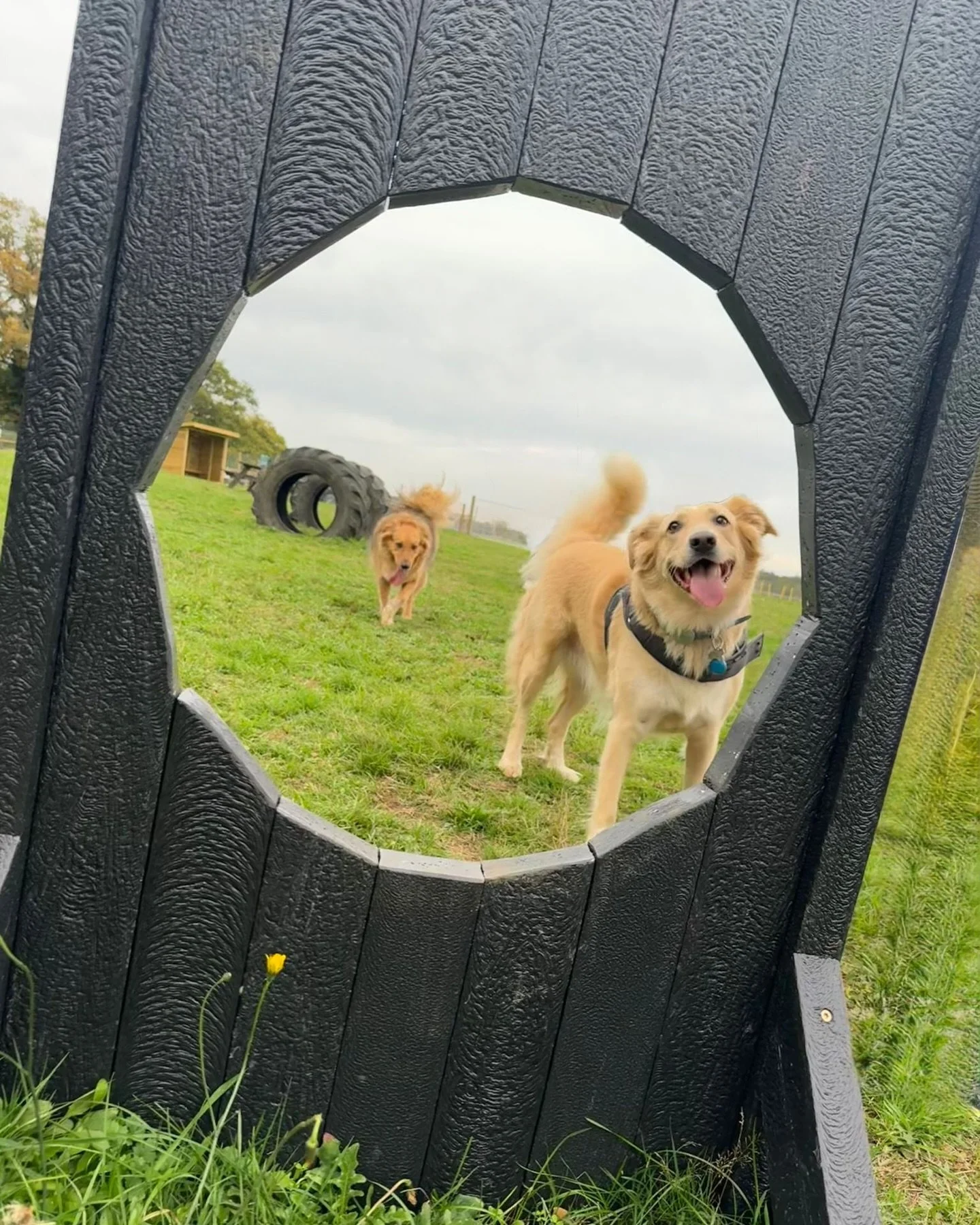 Walks with your bestie 🤎
We’ve still got slots available for this afternoon, book now via the link in the bio 
#dogfield #securedogfield #dogsofinsta