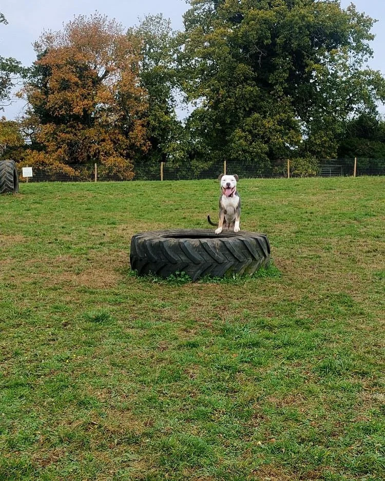 Beautiful Boris and Bella visited us recently, they enjoyed a fantastic off lead session trying all the obstacles 👏🏻 Please note we open our arms to all breeds, we just kindly ask that our Ts&amp;Cs are adhered to by all.