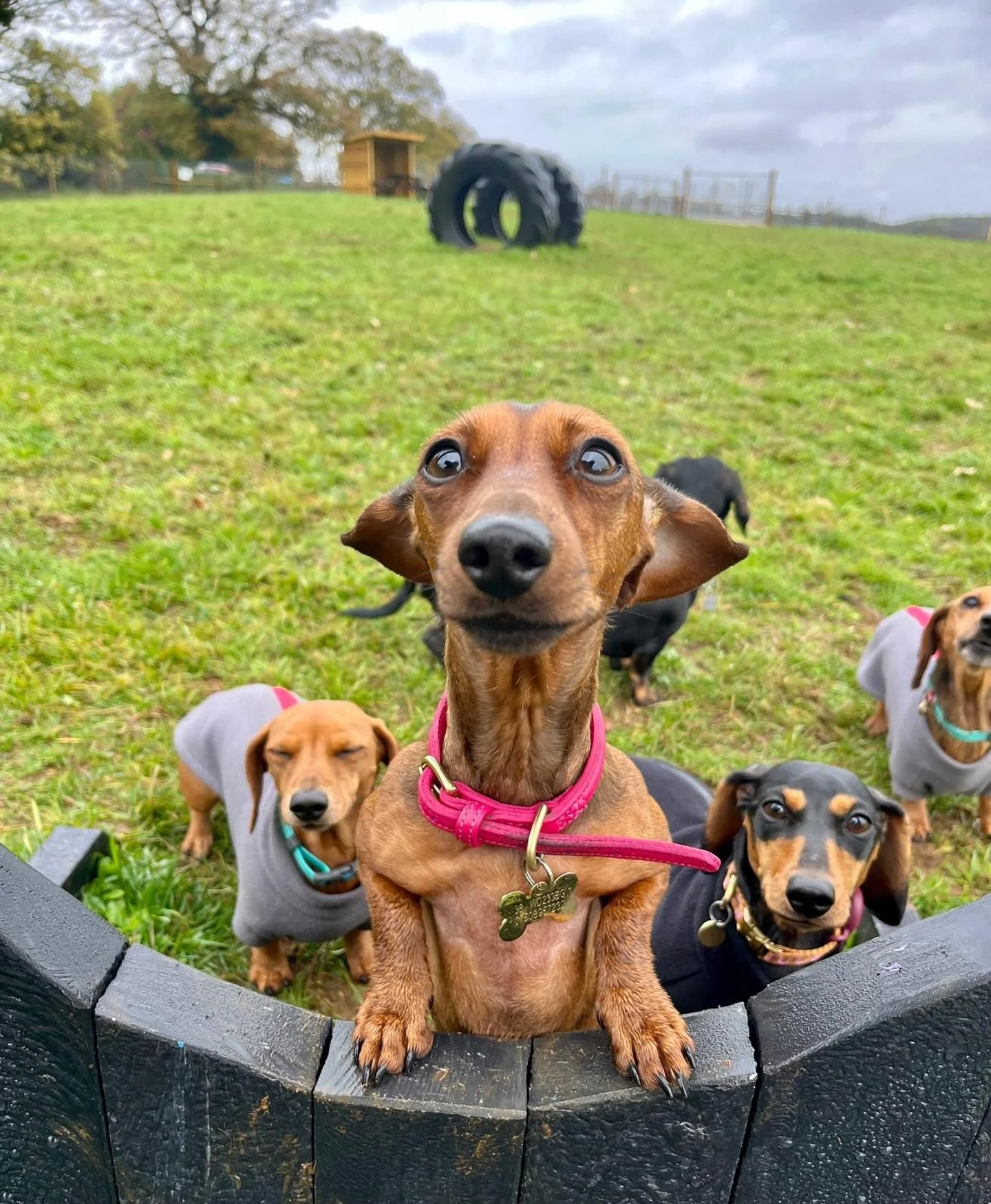 Can you cope with the cuteness - The Dachsie Hotel regularly uses the field for some of our smallest friends 🐾🐾