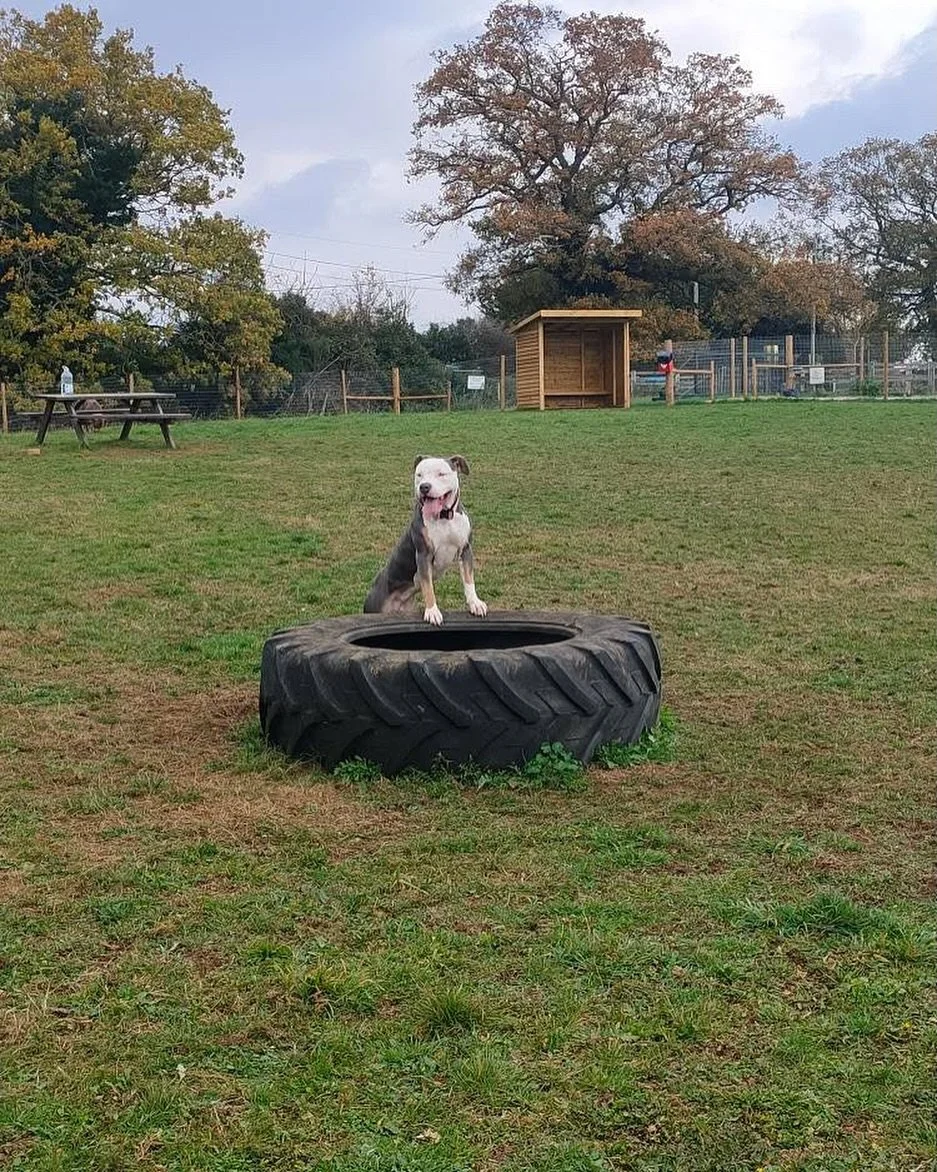 Don&rsquo;t forget to share your photos following your field visit - we love seeing the dogs having the best time! 🐾