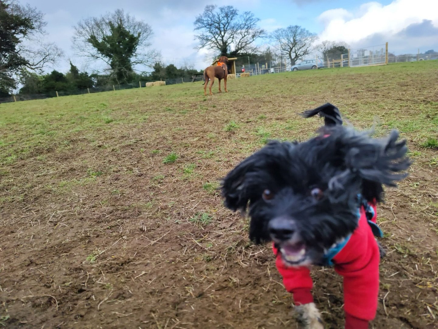 How it feels knowing the weekend is here and you can play with your friends - book now to avoid doggy disappointment 🐾