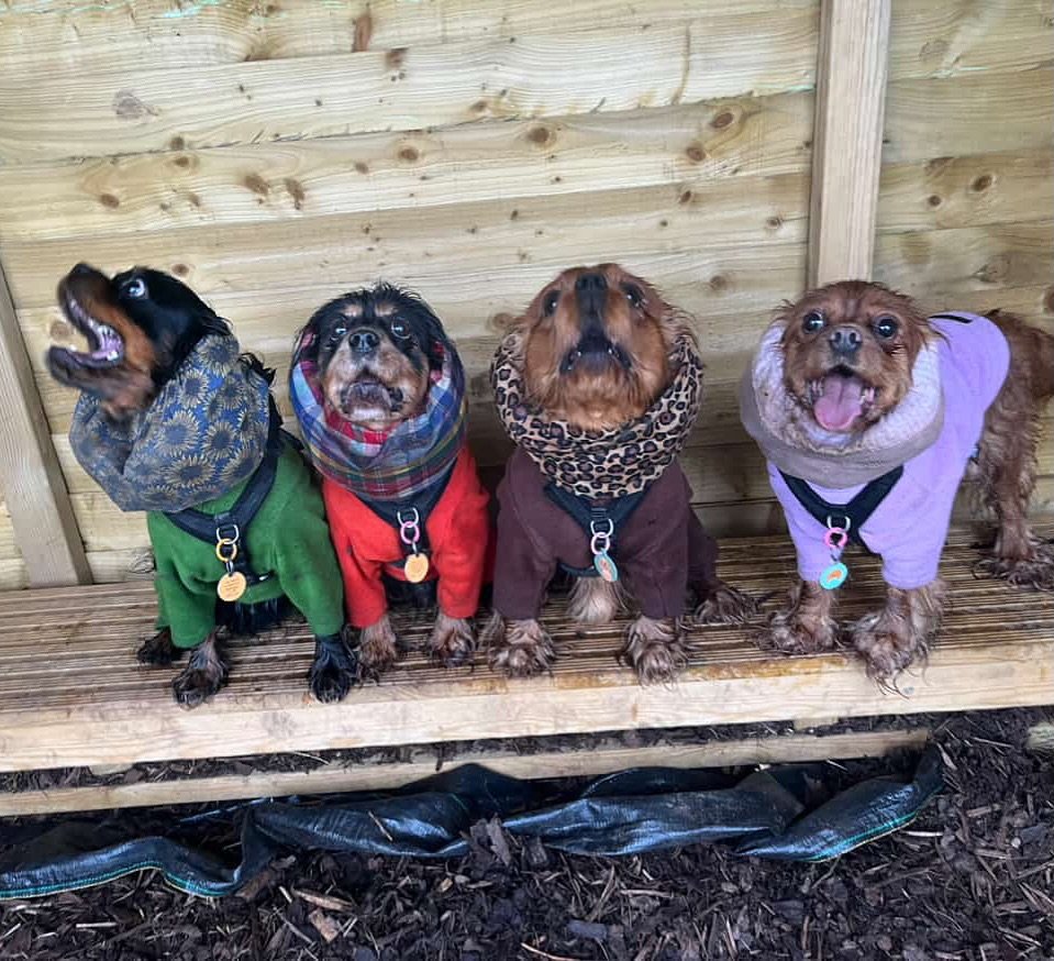 Happy weekend of love ❤️🐾 last few weekend slots available tomorrow - go, go, gooo