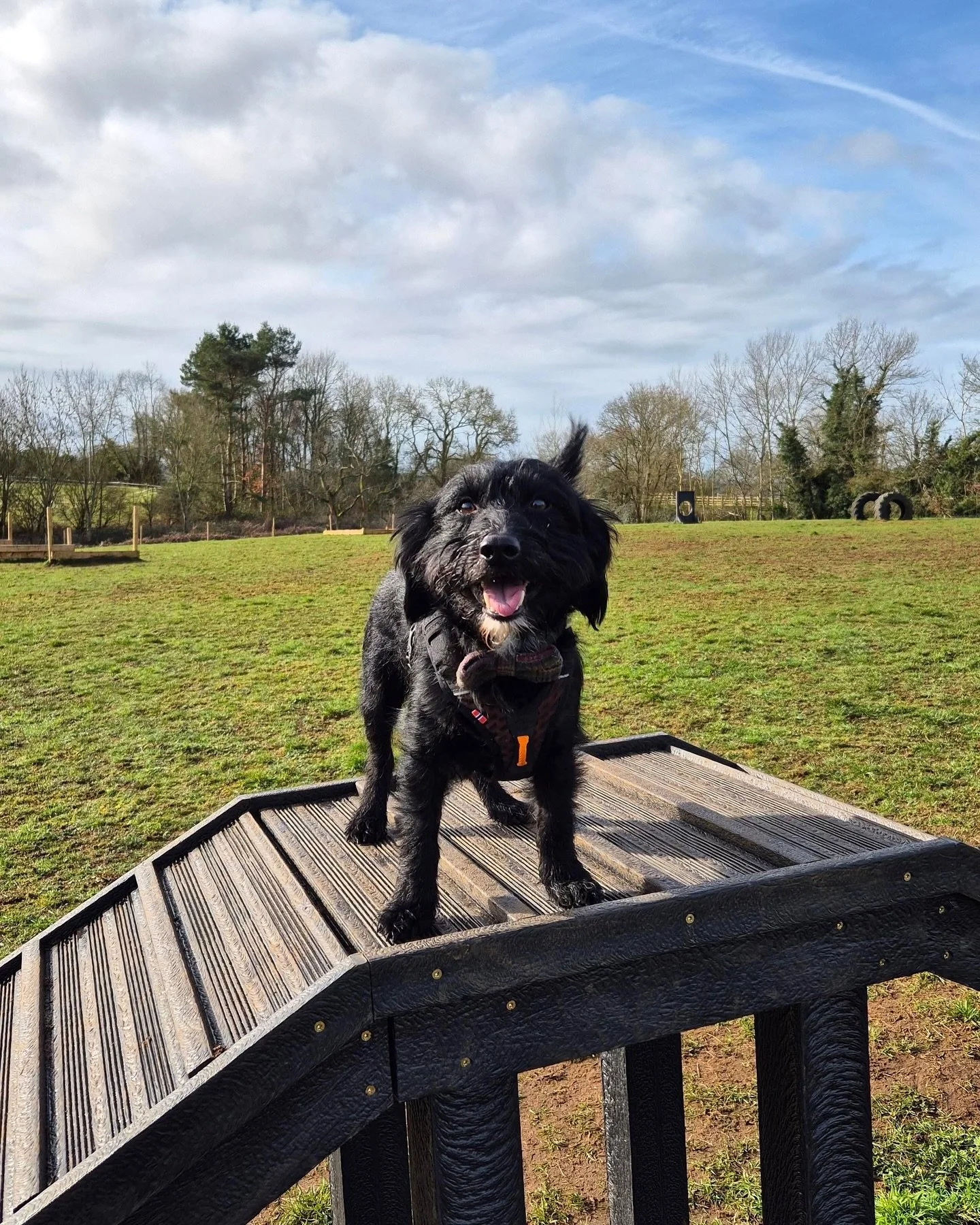 We had lots of gorgeous visitors over the weekend - here are just a few 🐾😍 #securedogfields #securedogpark #offleadwalks