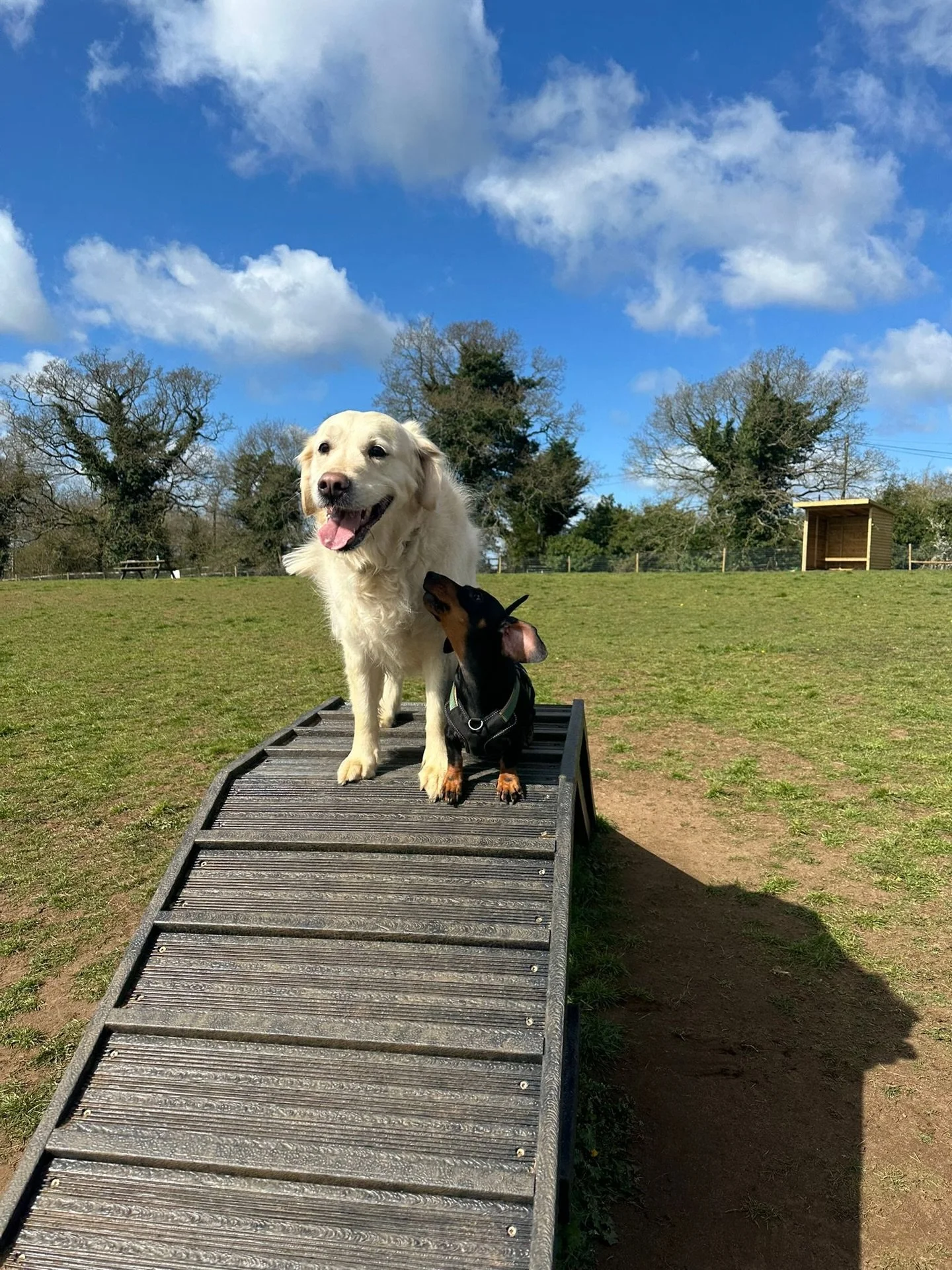Oscar, winner of our new year give away, enjoying his time at the field with his friend ❤️🐾