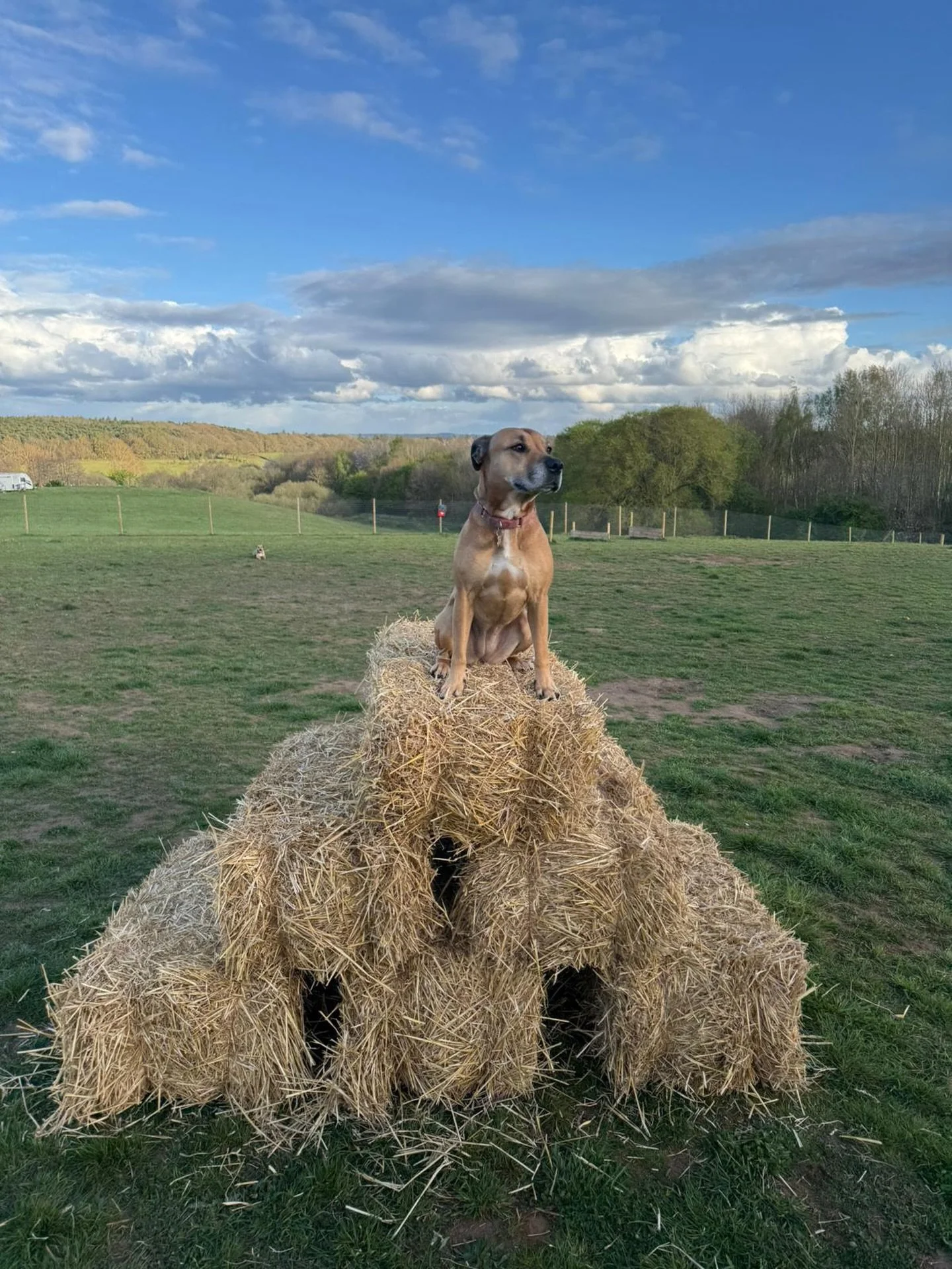 Another fantastic weekend at the field - new straw bales have been tested by the Queen ready for a new week!