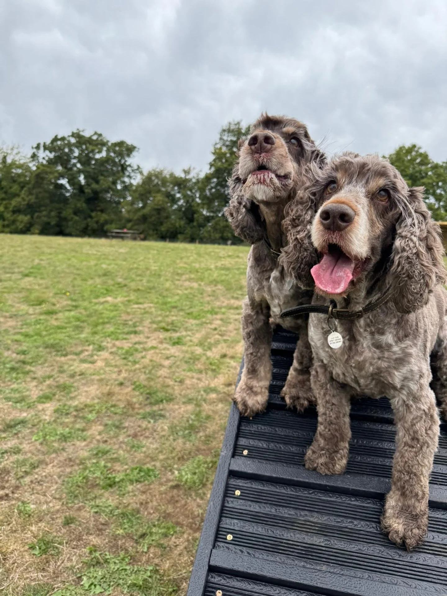 Let&rsquo;s talk &lsquo;reasons&rsquo; to use a secure dog field, for a start you don&rsquo;t need any reasons but a common misconception is they&rsquo;re for &lsquo;naughty&rsquo; dogs so let&rsquo;s talk about the benefits for all dogs:

&lsquo;REA