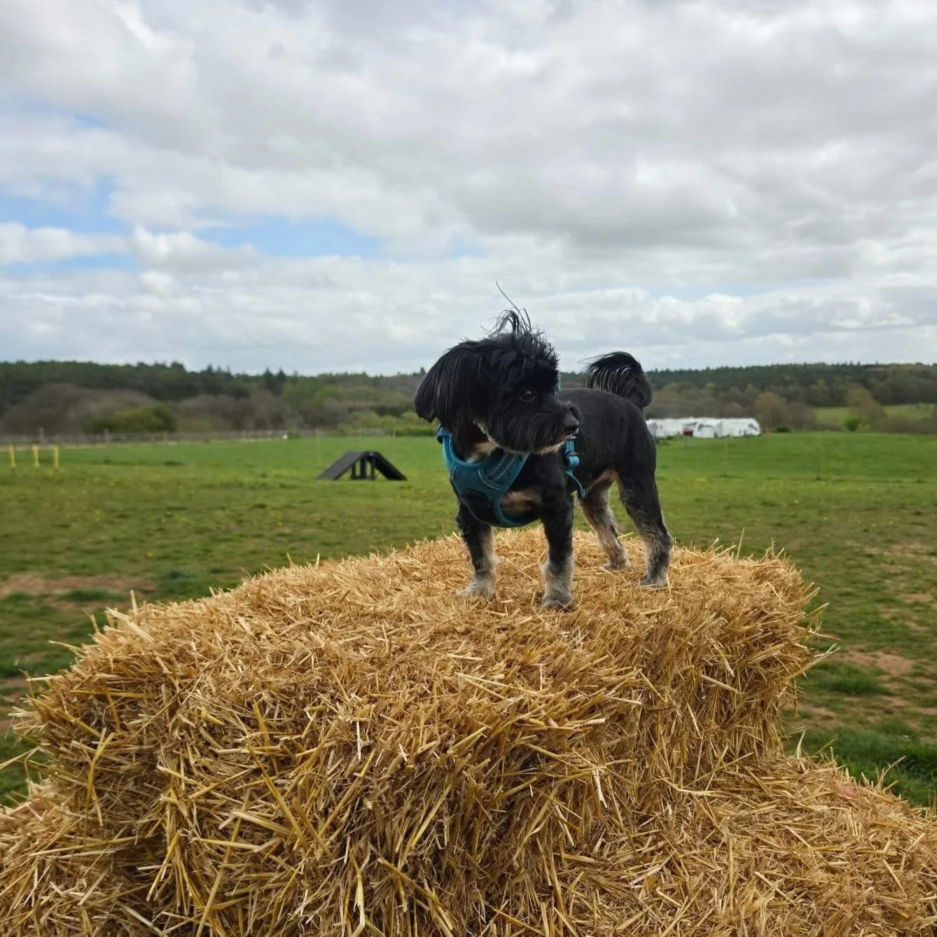&lsquo;Reason&rsquo; 2 for using a secure field 

Peace of mind 
🐾 For nervous or reactive dogs a private and secure space is ideal to ensure both you and your dog have an enjoyable walk with no need to worry about other dogs approaching and giving 