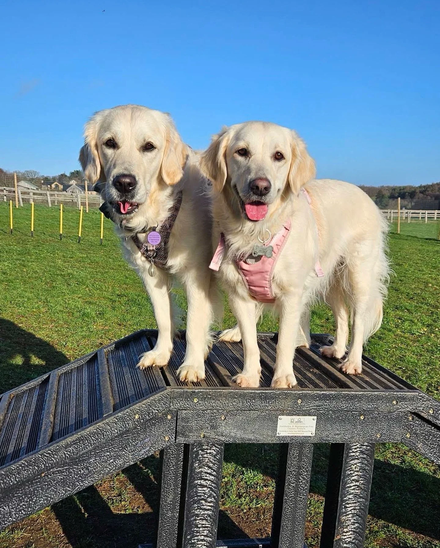 Reason 3&rsquo; for using a secure field 

Multiple dogs 
🐾 multi dog households - perfect for letting multiple dogs off lead without worry, dogs like humans have different wants and needs so fields are a great option to tick all of these (particula