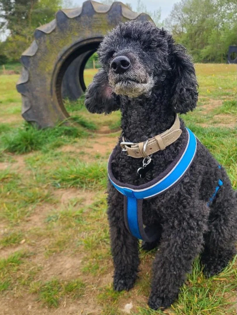 Handsome Harry visited and loved his first visit to the field 🐾❤️