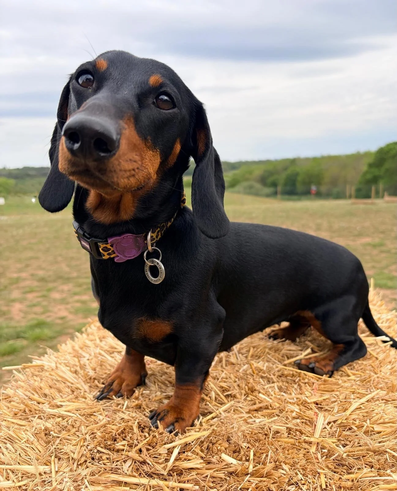 Lollas first field visit - swipe to see her having a great time 🐾❤️