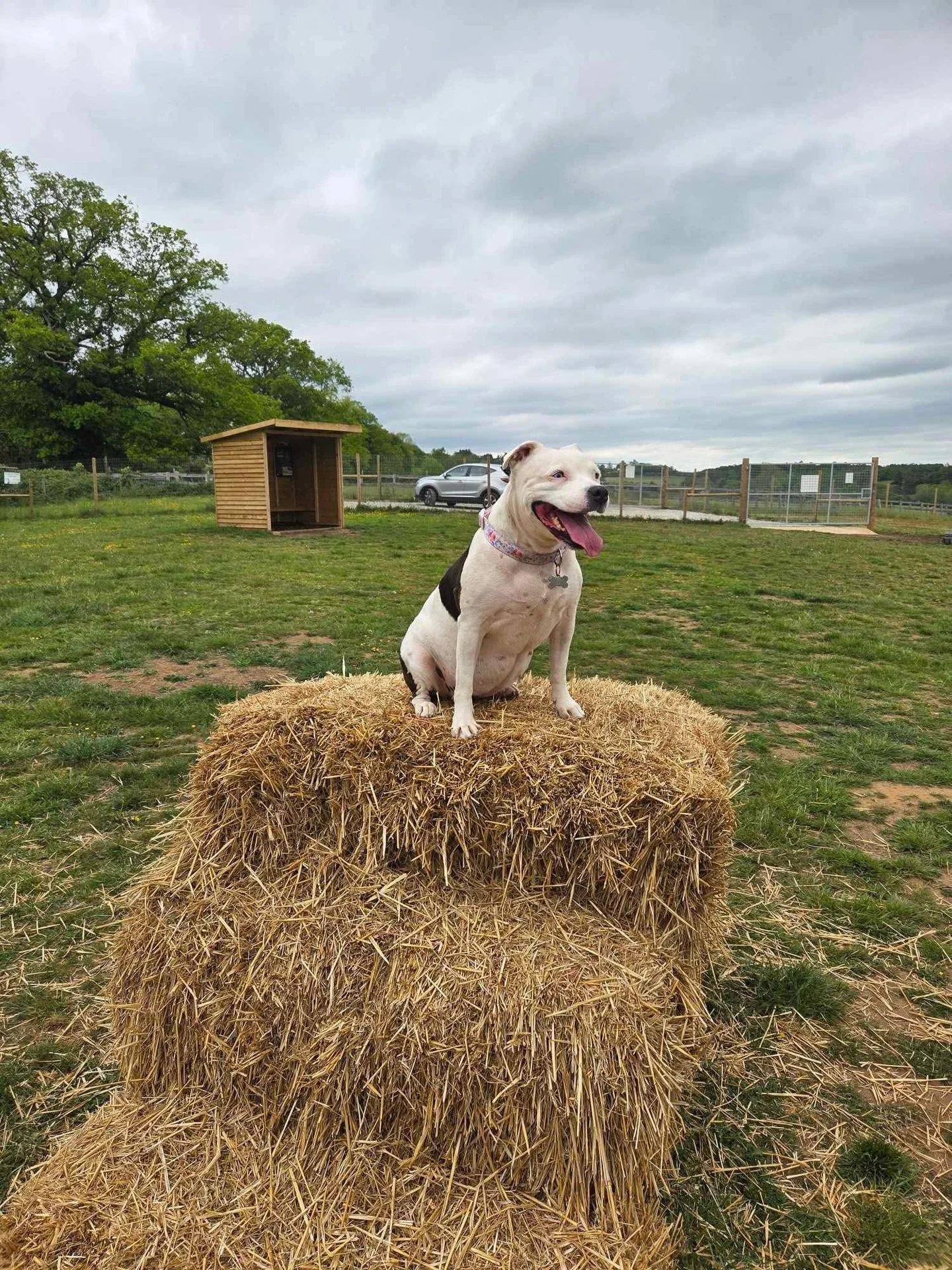 Minnie 😍 taking it all in #securedogfield #walkies
