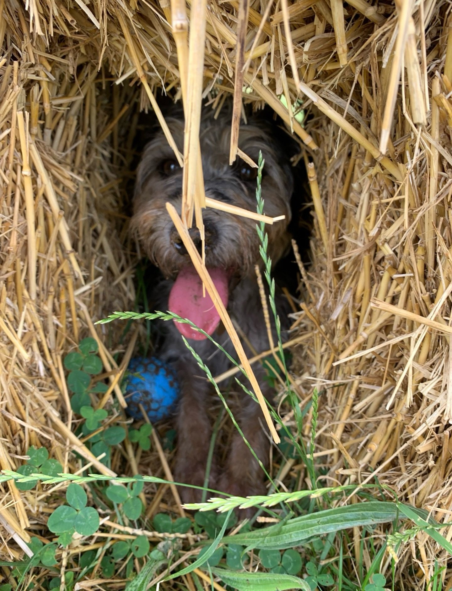 Peekaboo - sweet Lily loves the hay bales