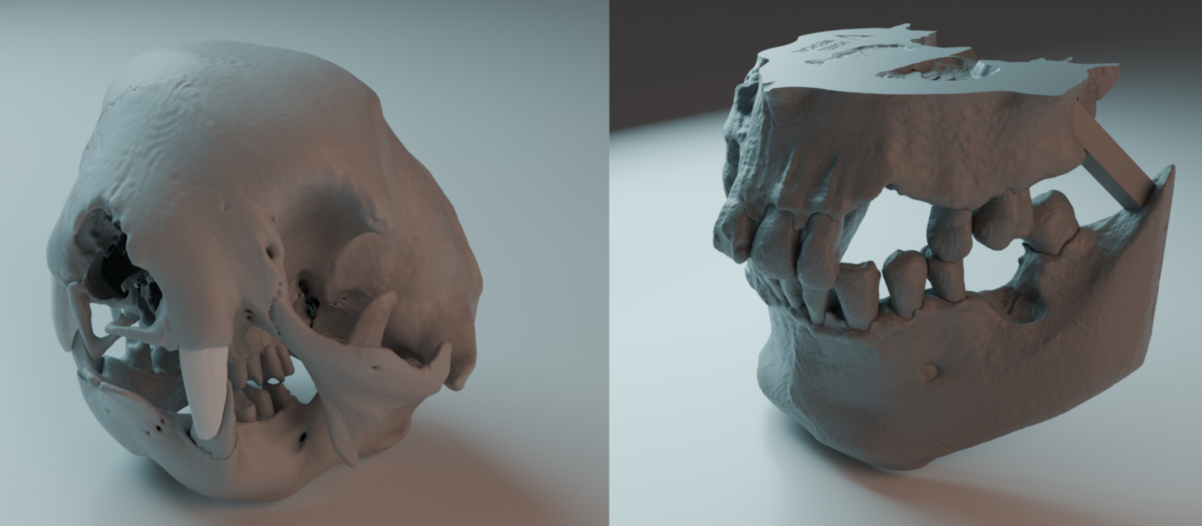 3D rendering of two skulls, one on the left side a sloth skull and the other on the right side with a human skull, both on a plain background.