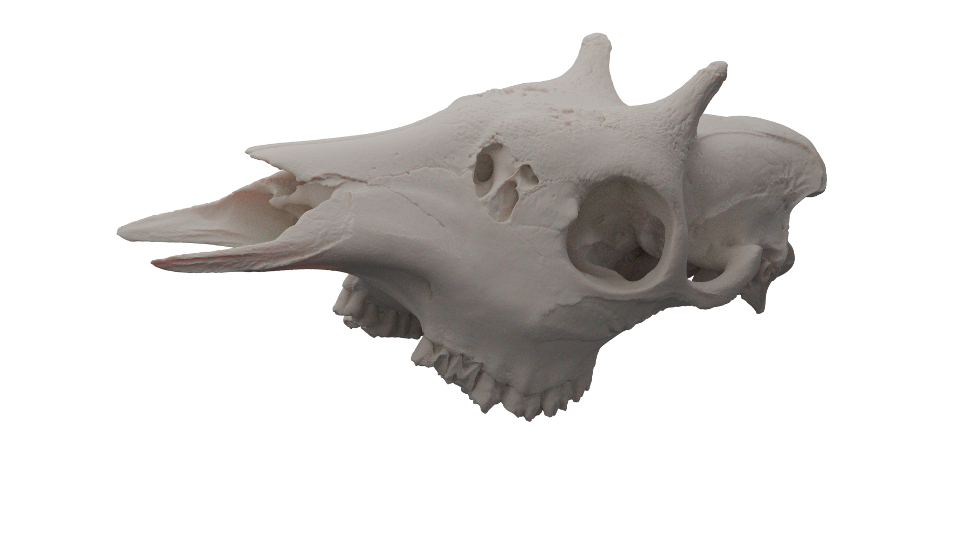 Okapi Render.png
