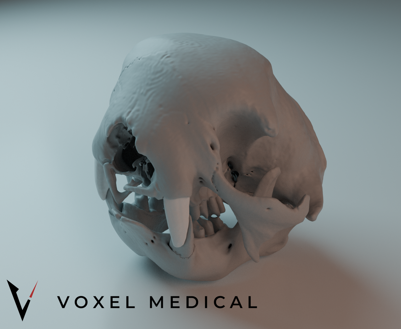 Two-Toed Sloth Skull Model