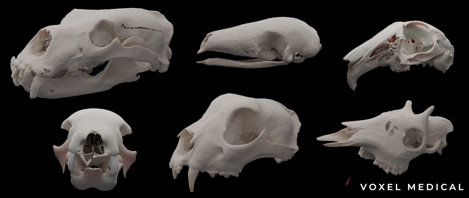 Collection of six white mammal skulls displayed against a black background, showing various angles and structures, with 'VOXEL MEDICAL' text in the lower right corner.
