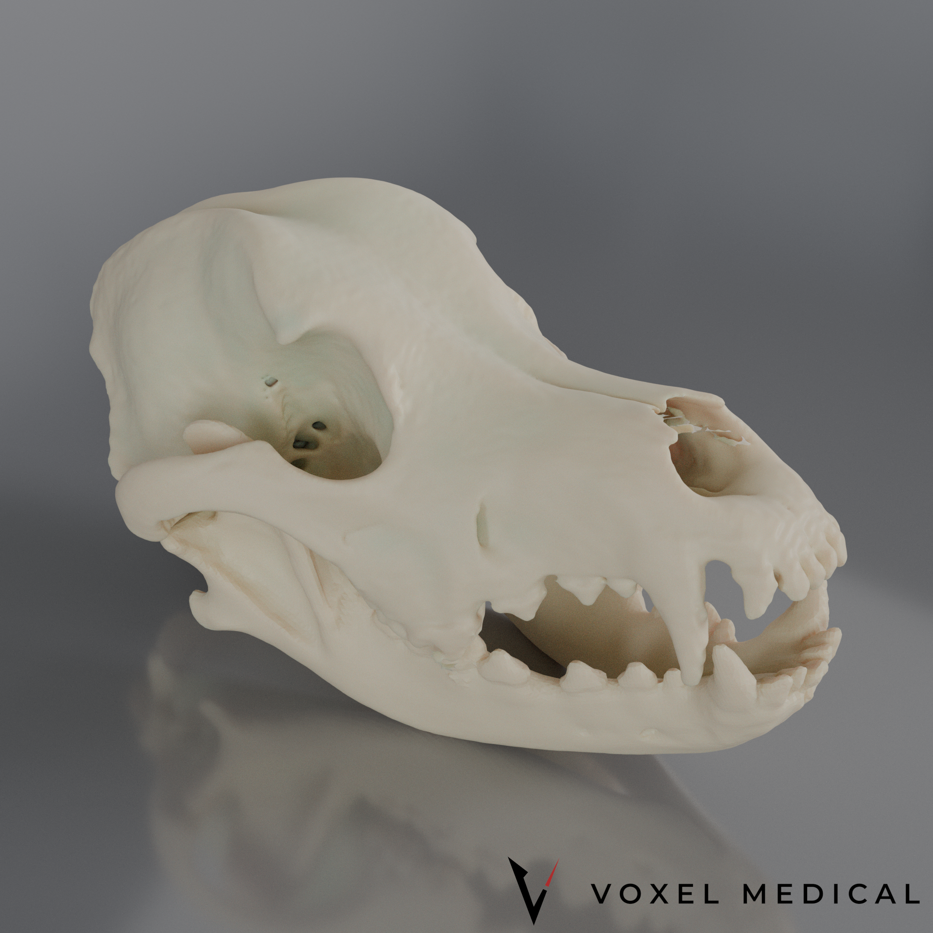 Canine Skull