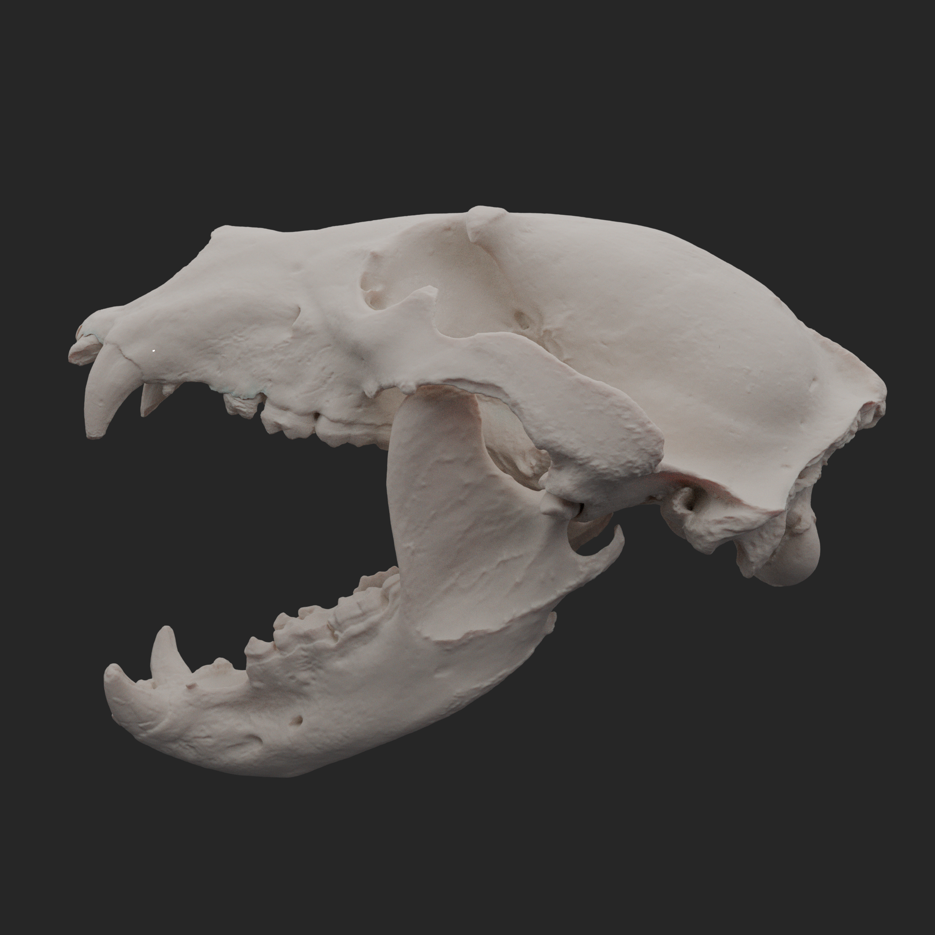 Brown Bear Skull