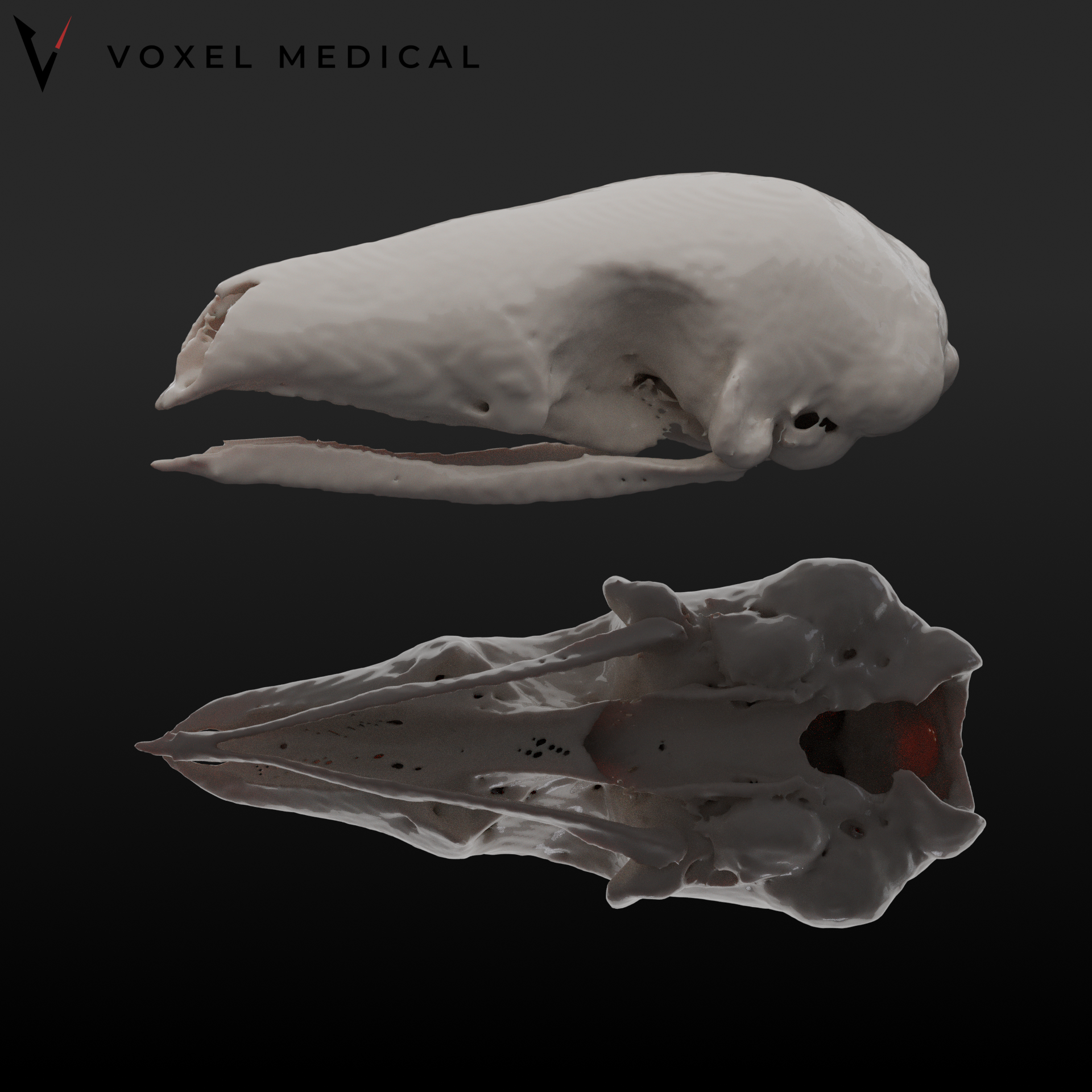 Pangolin1_logo.png