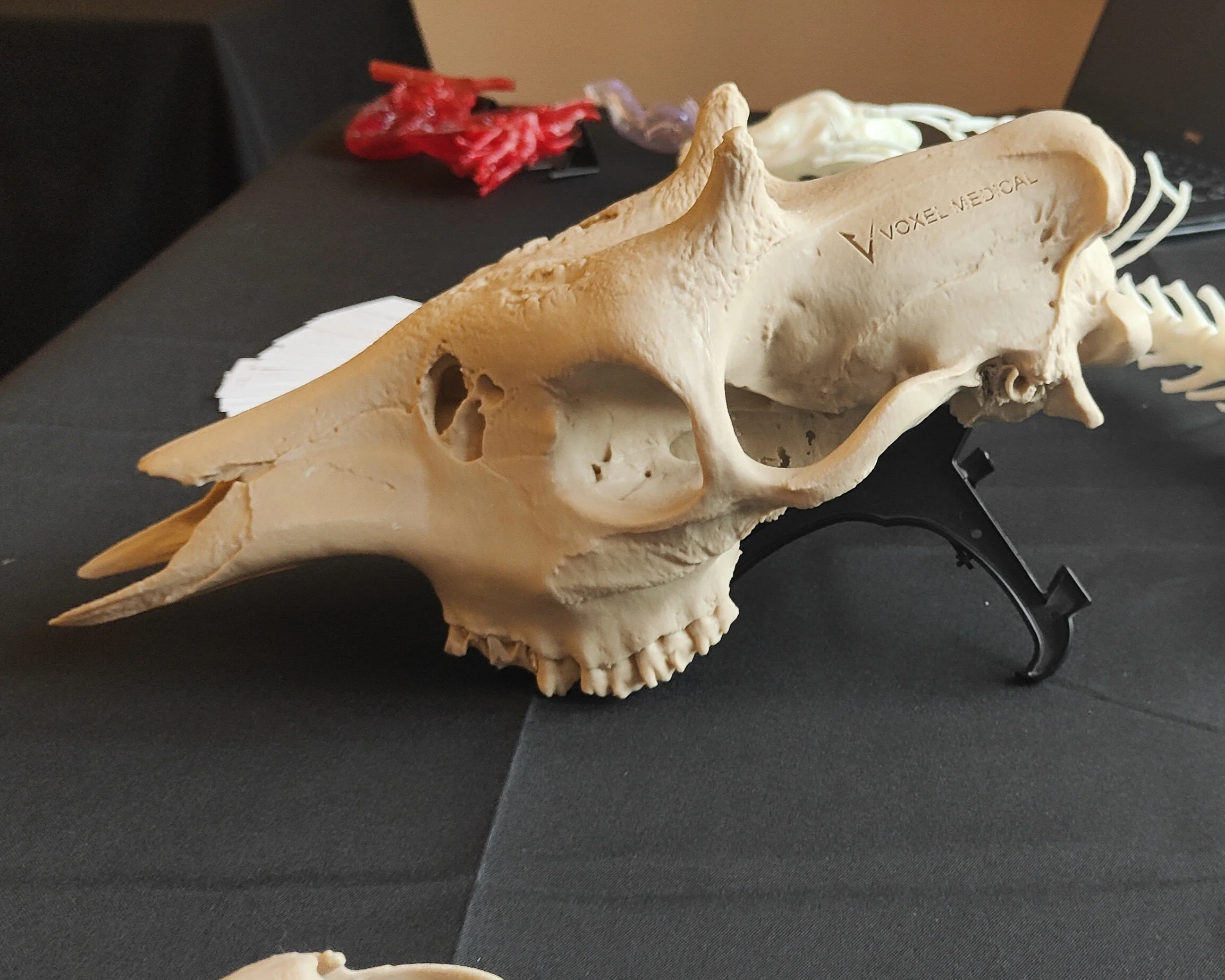 Zoological Education