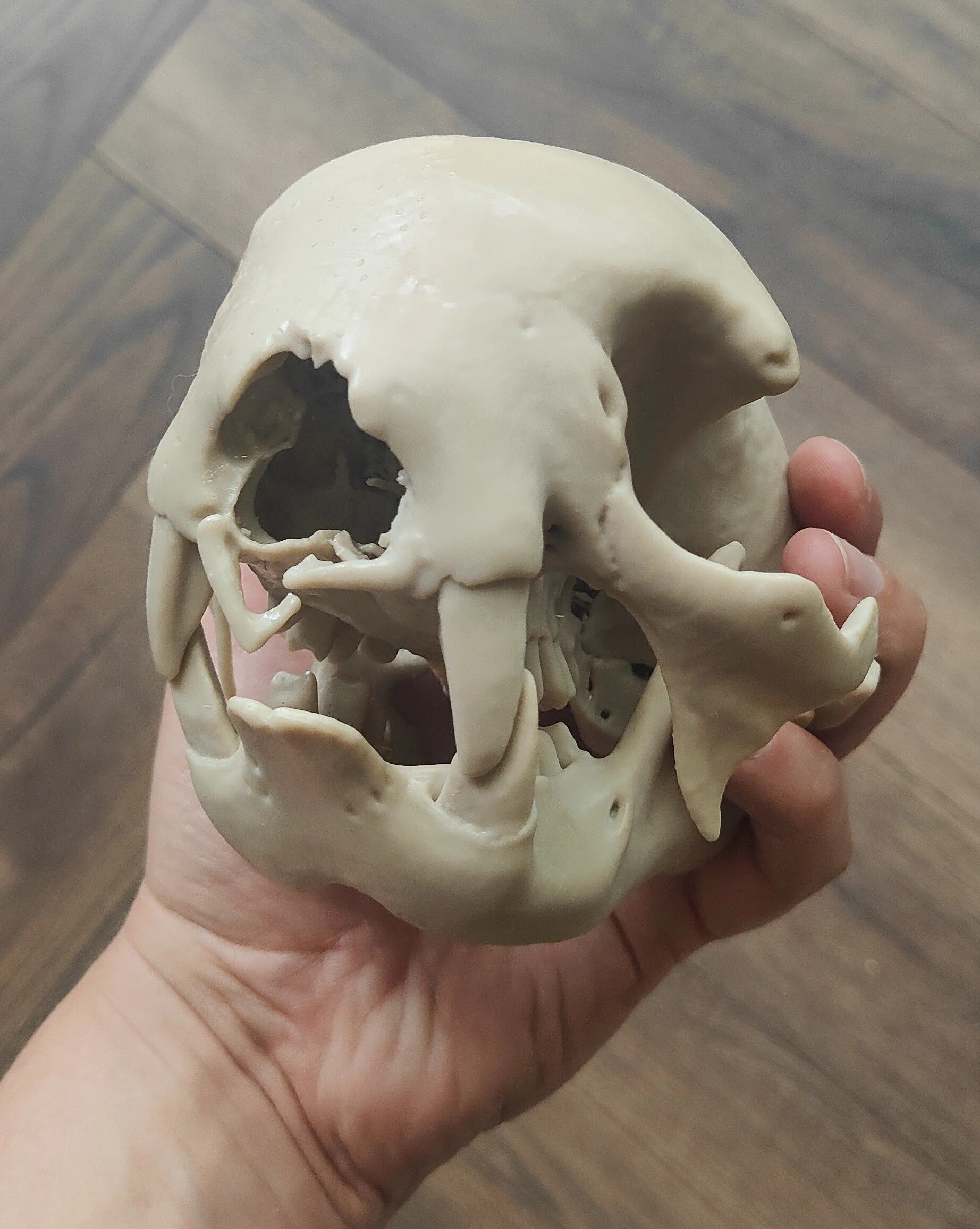 SlothSkullBone.jpg