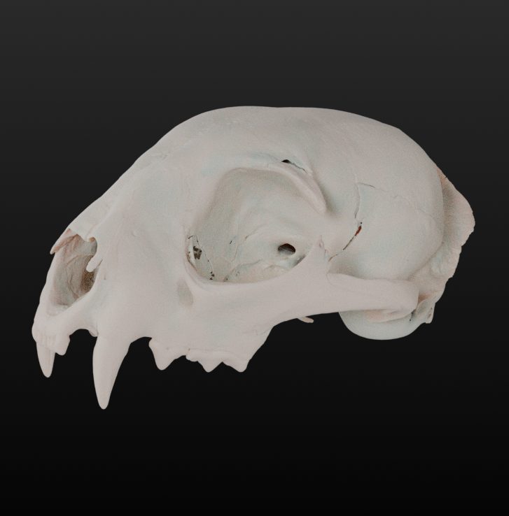 Bobcat (Lynx Rufus) Skull