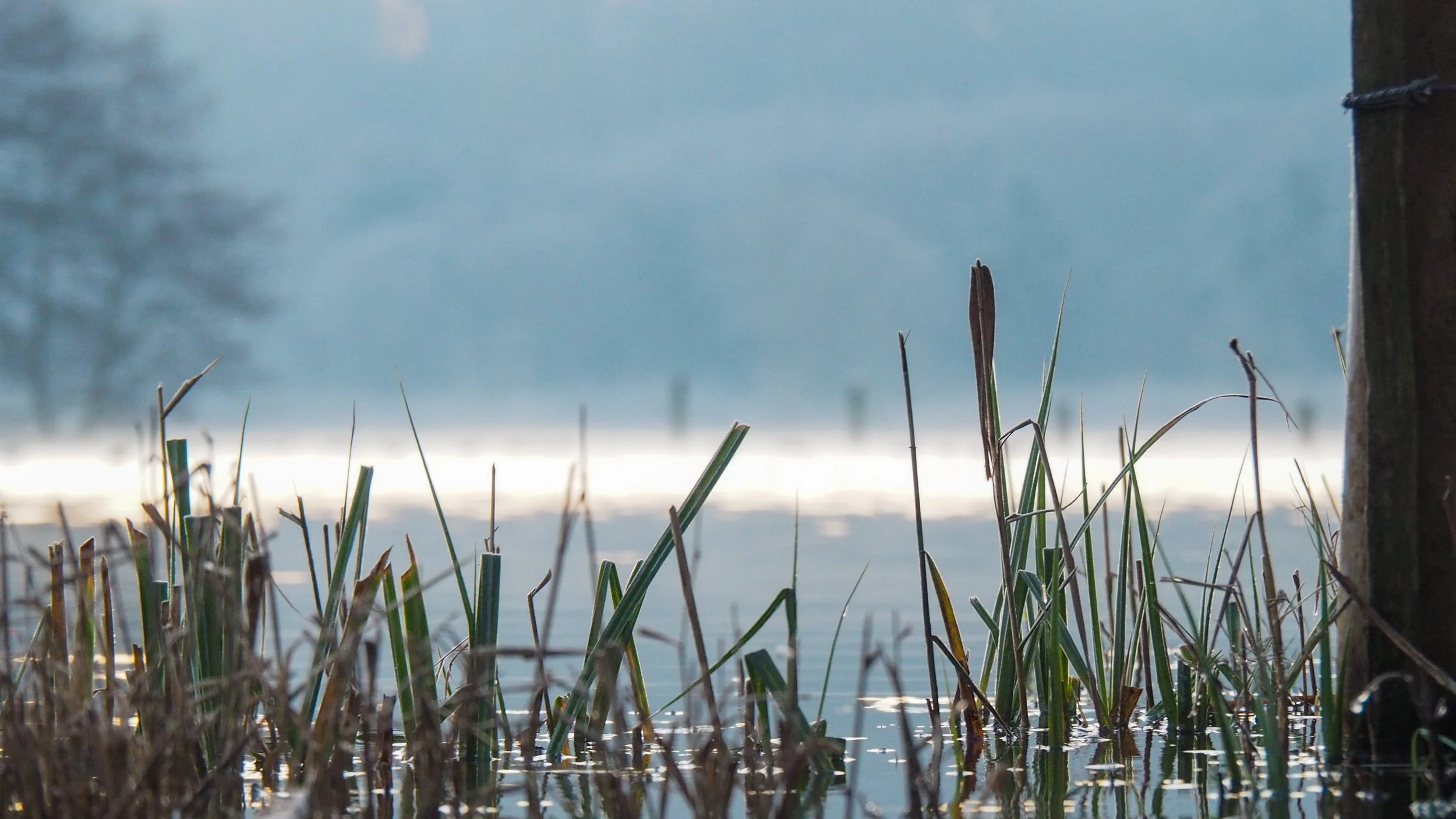 Norfolk broads water ways with reeds during the summer