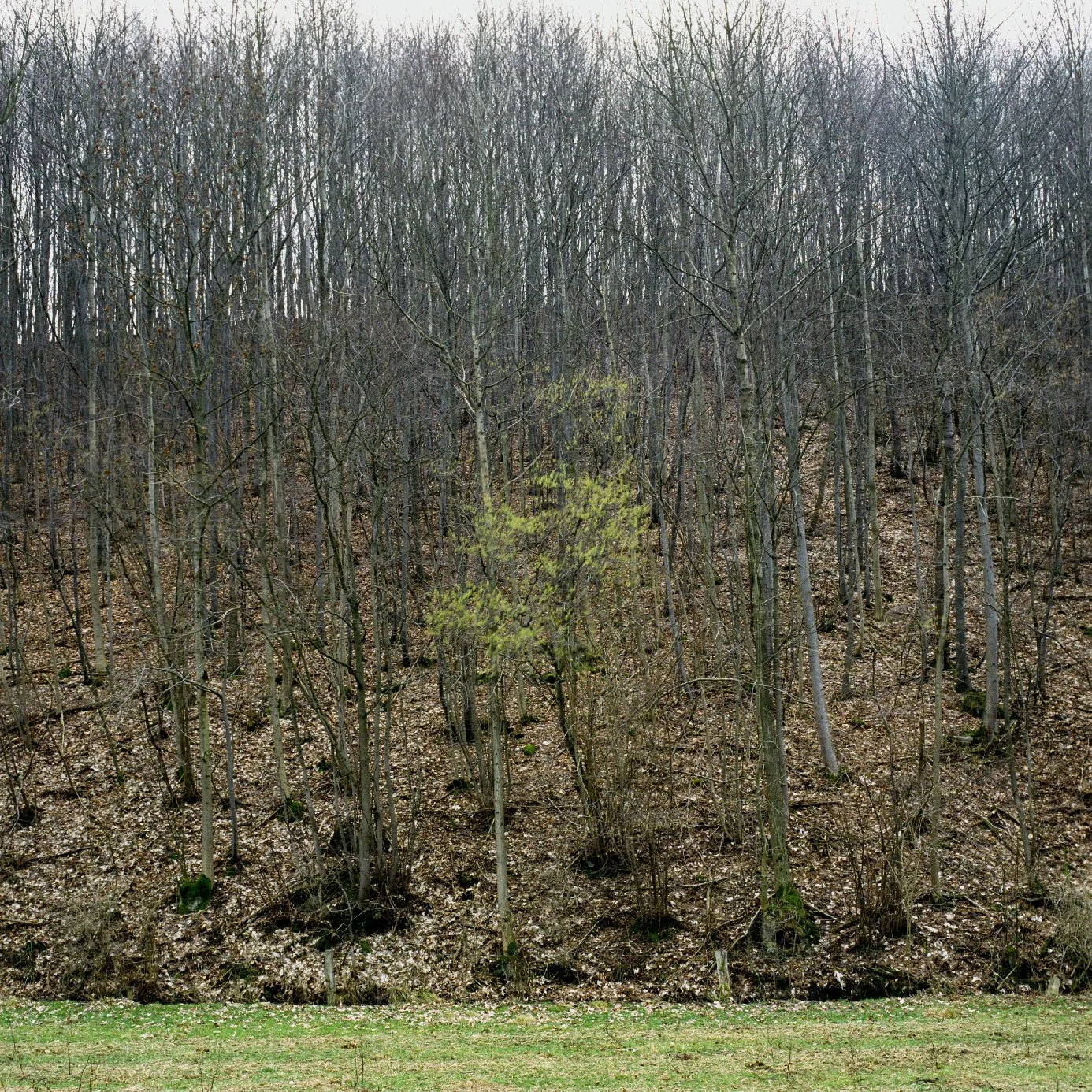 lankow