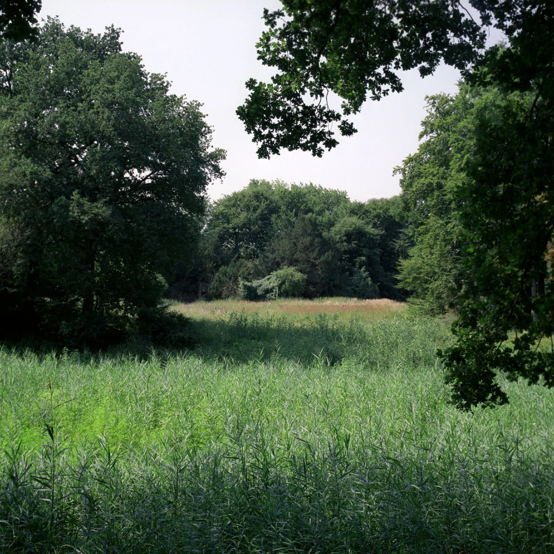 erlebach