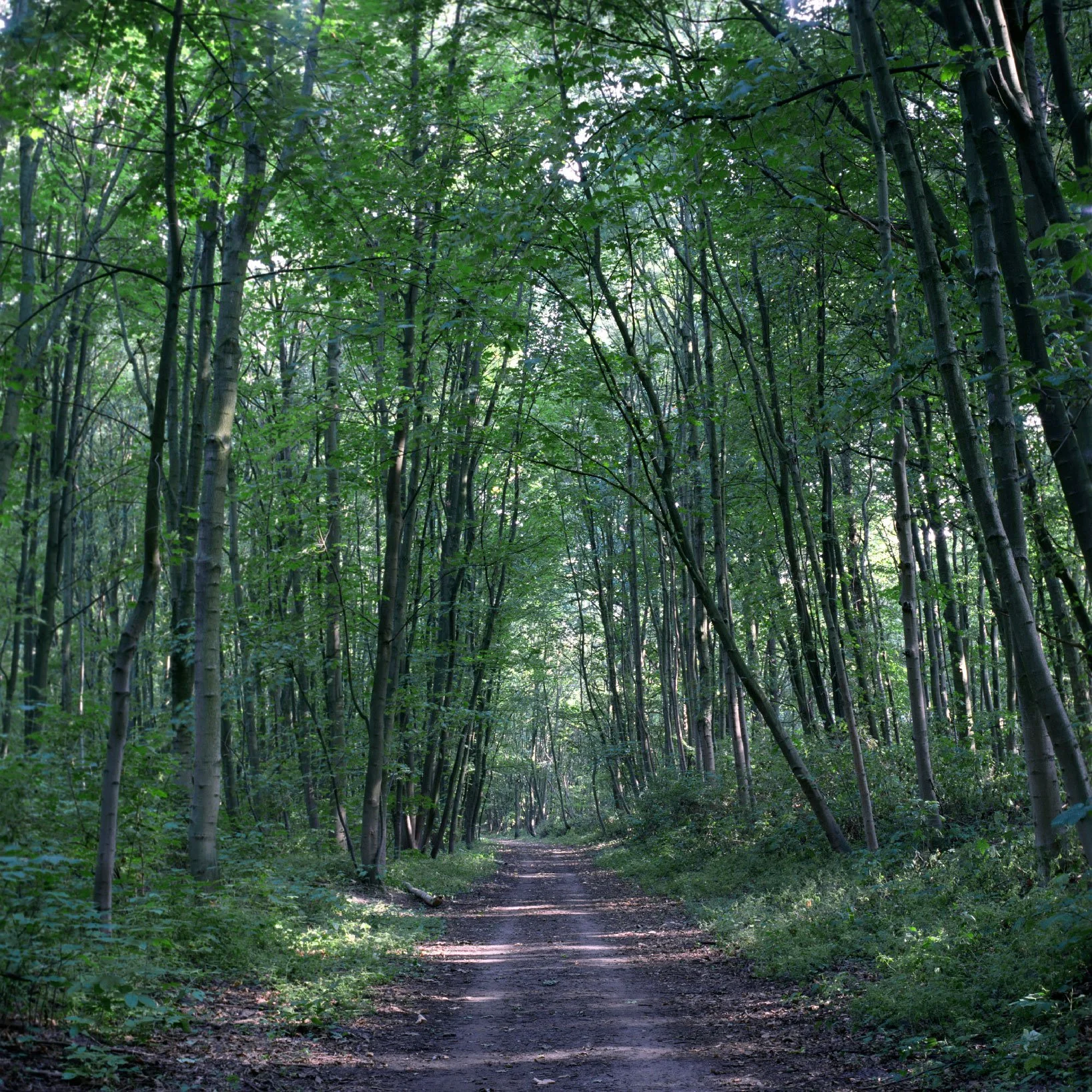 schmerbach