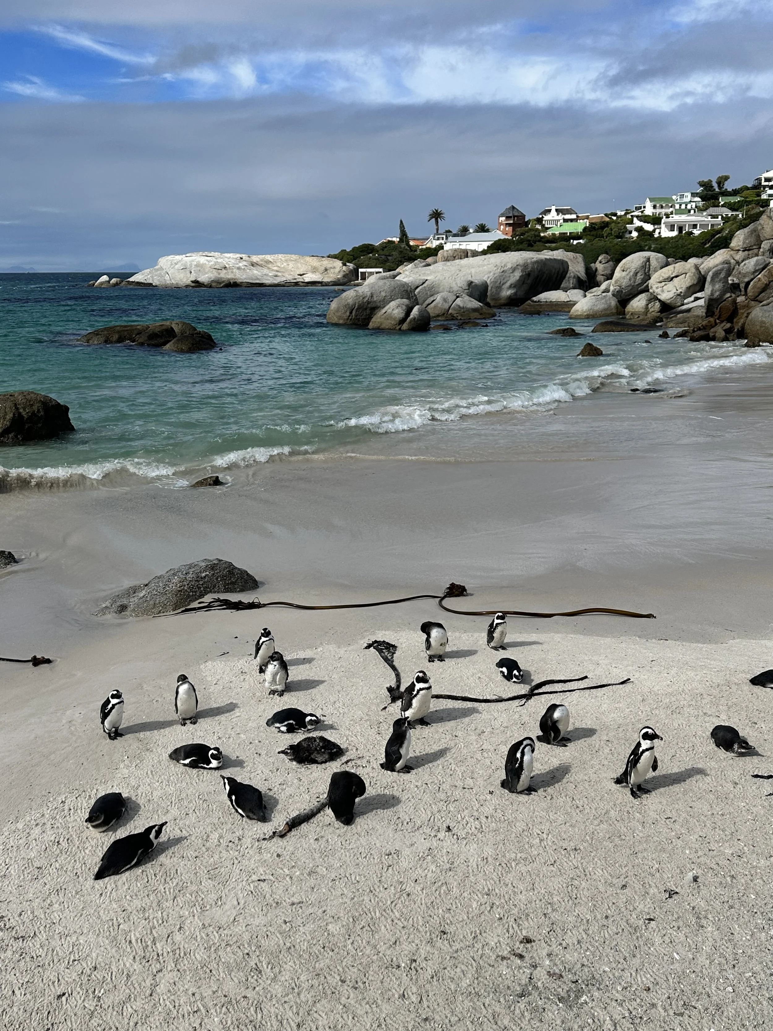 Colony of African penguins on the sandy shore at Boulders Beach near Cape Town, South Africa.