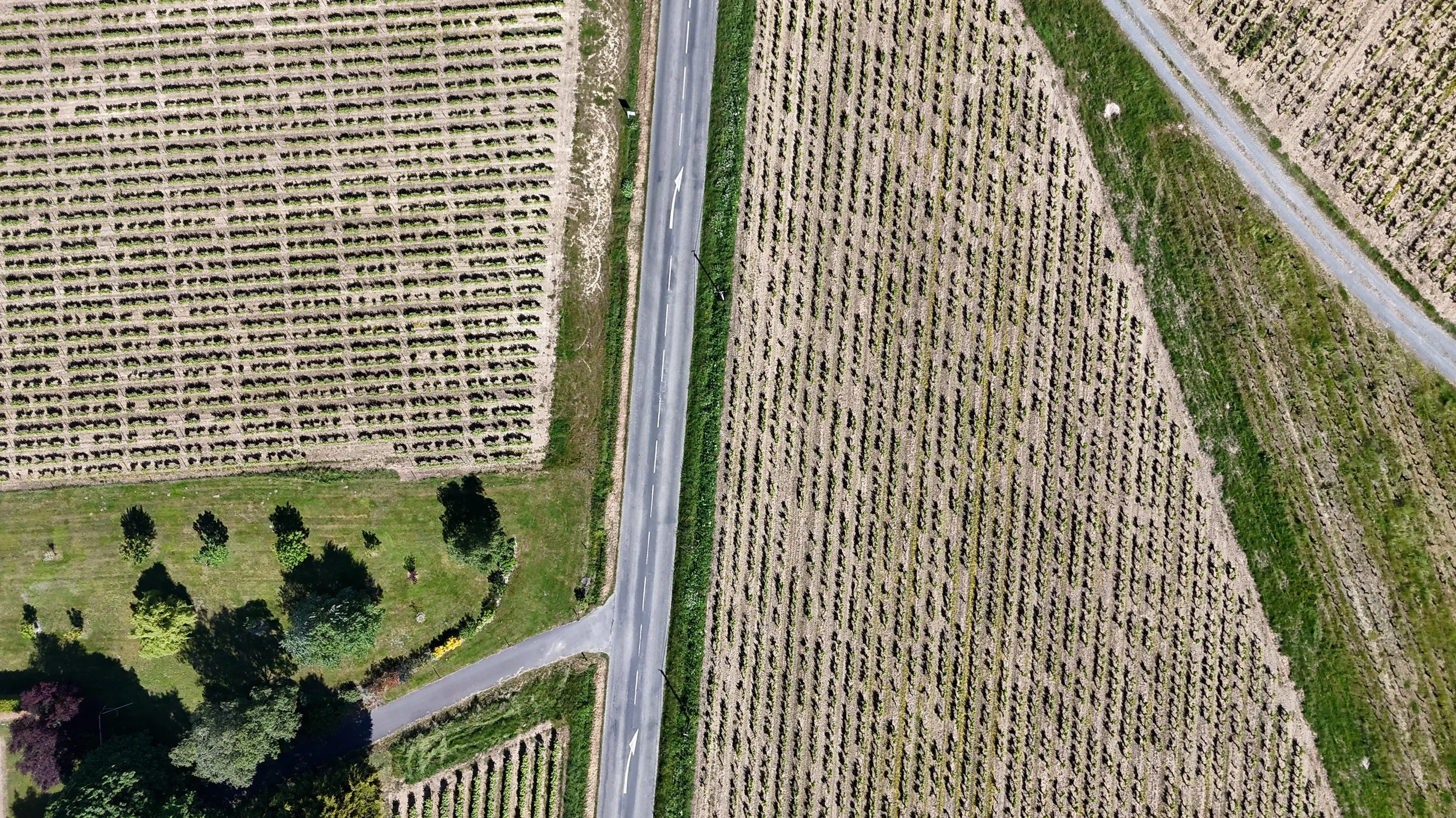 Le vignoble Nantais