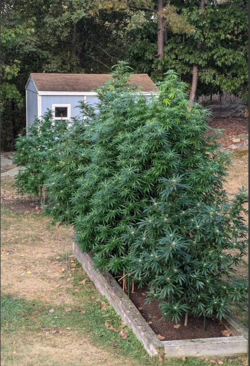 Large cannabis plant growing in a garden bed next to a small blue shed.