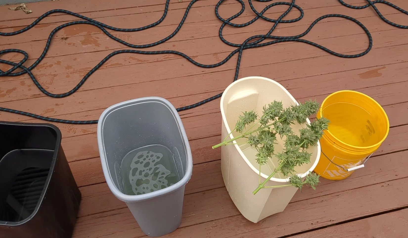 A potted cannabis plant placed in a white planter with a yellow bucket nearby, on a wooden deck with black extension cords. There are also two waste containers, one black and one gray, with the gray container containing some water.