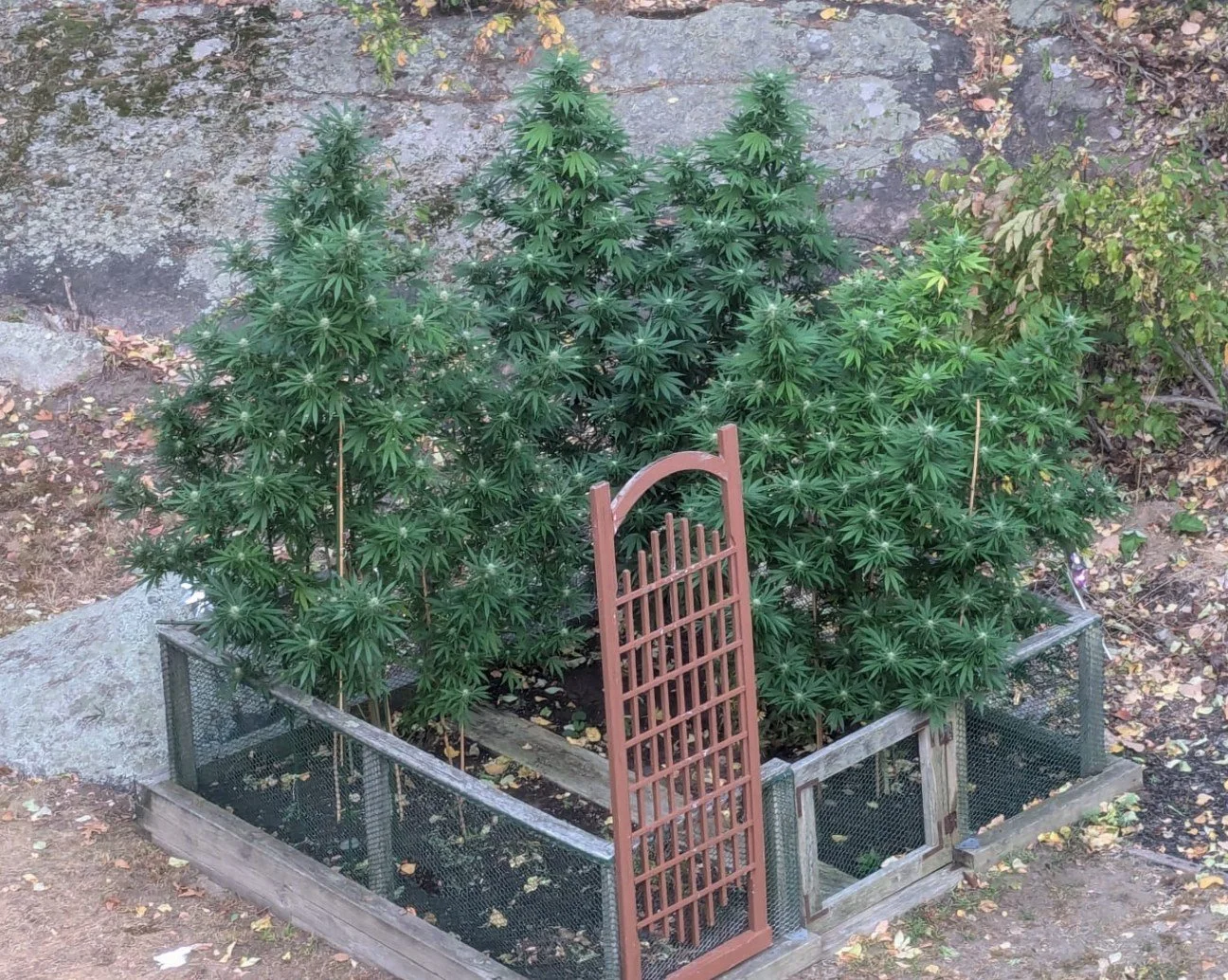 Garden with large cannabis plants inside a fenced bed, with a small decorative gate in front.