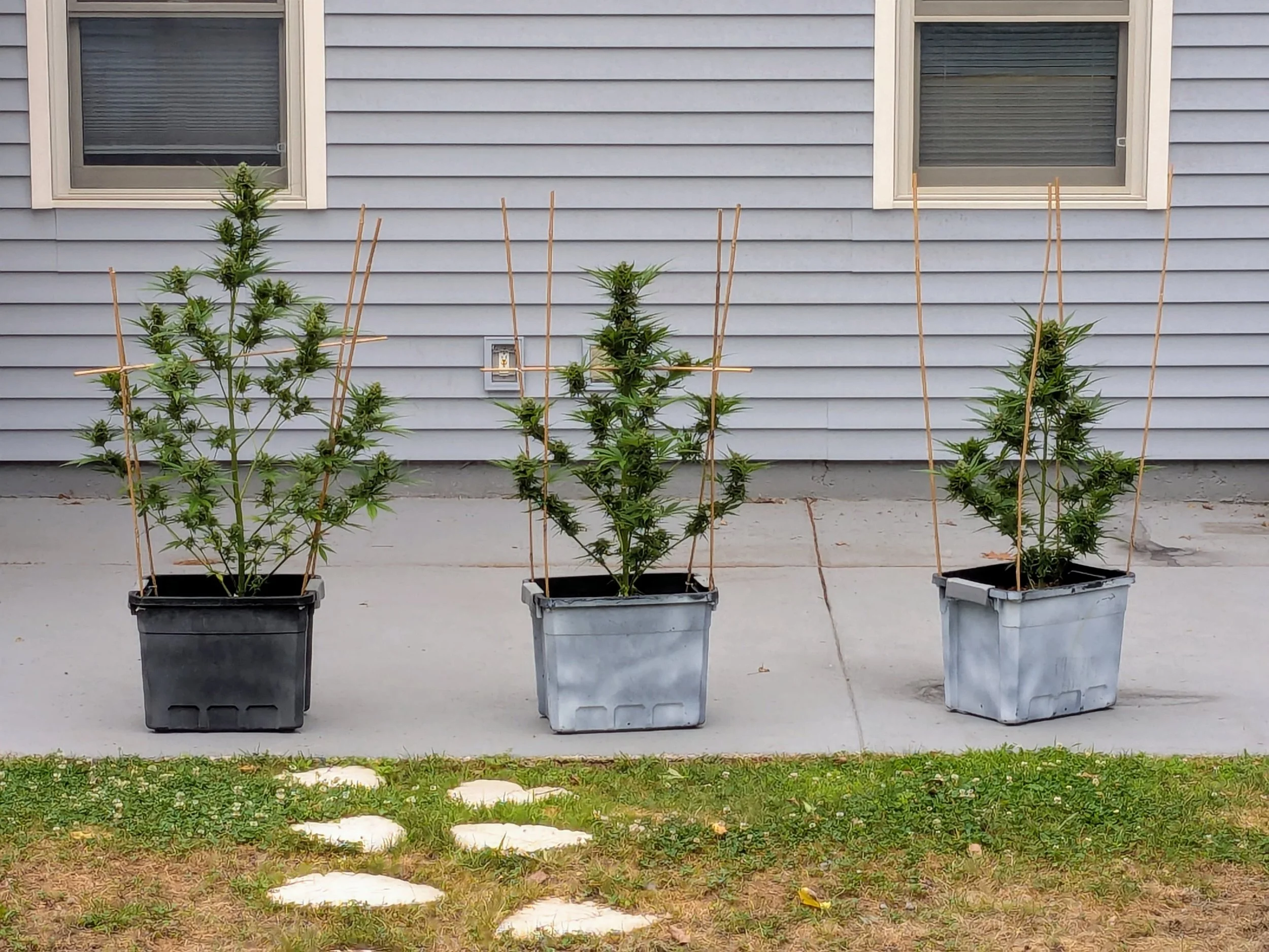 Three potted cannabis plants supported by bamboo stakes on a concrete patio in front of a house with gray siding and two windows.