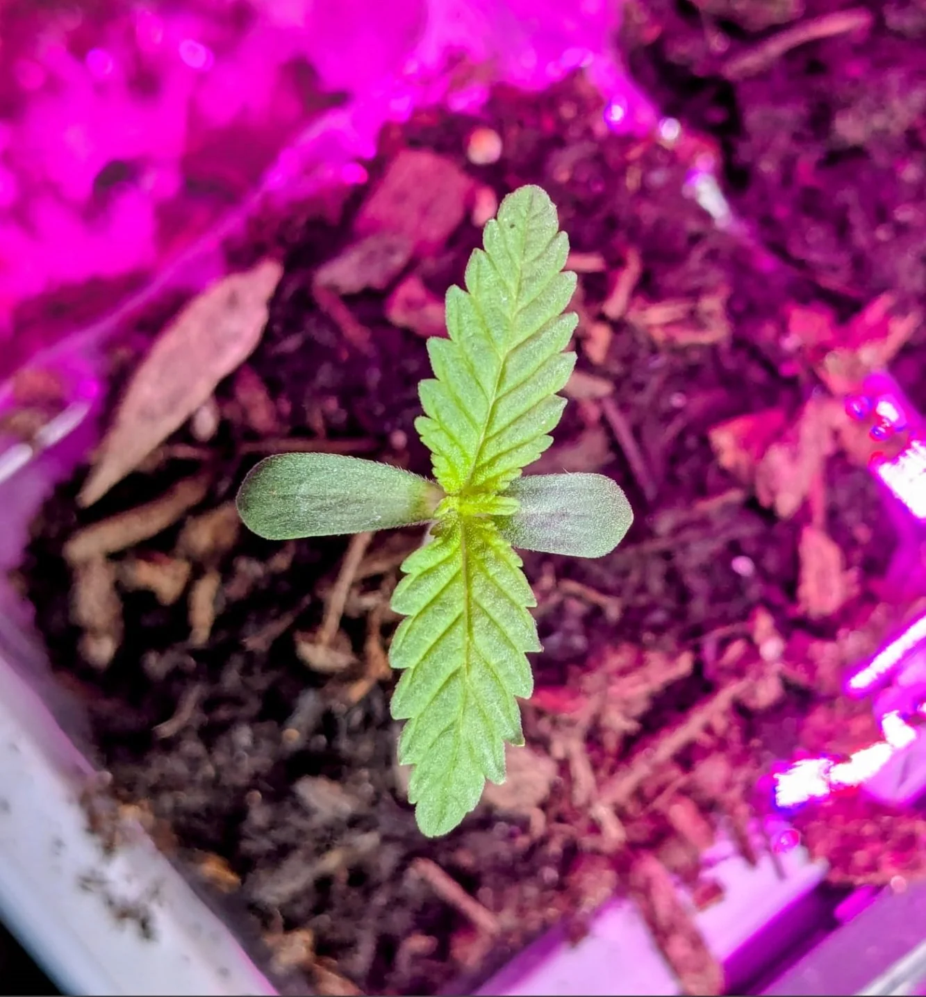 A young cannabis seedling sprouting in soil with purple grow lights.
