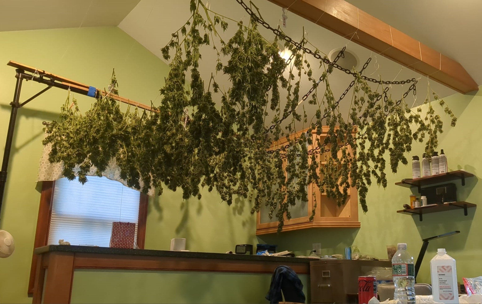 Indoor room with green walls and a ceiling-hanging display of dried cannabis plants hanging upside down from chains, with a window, shelves, and various items on a counter.