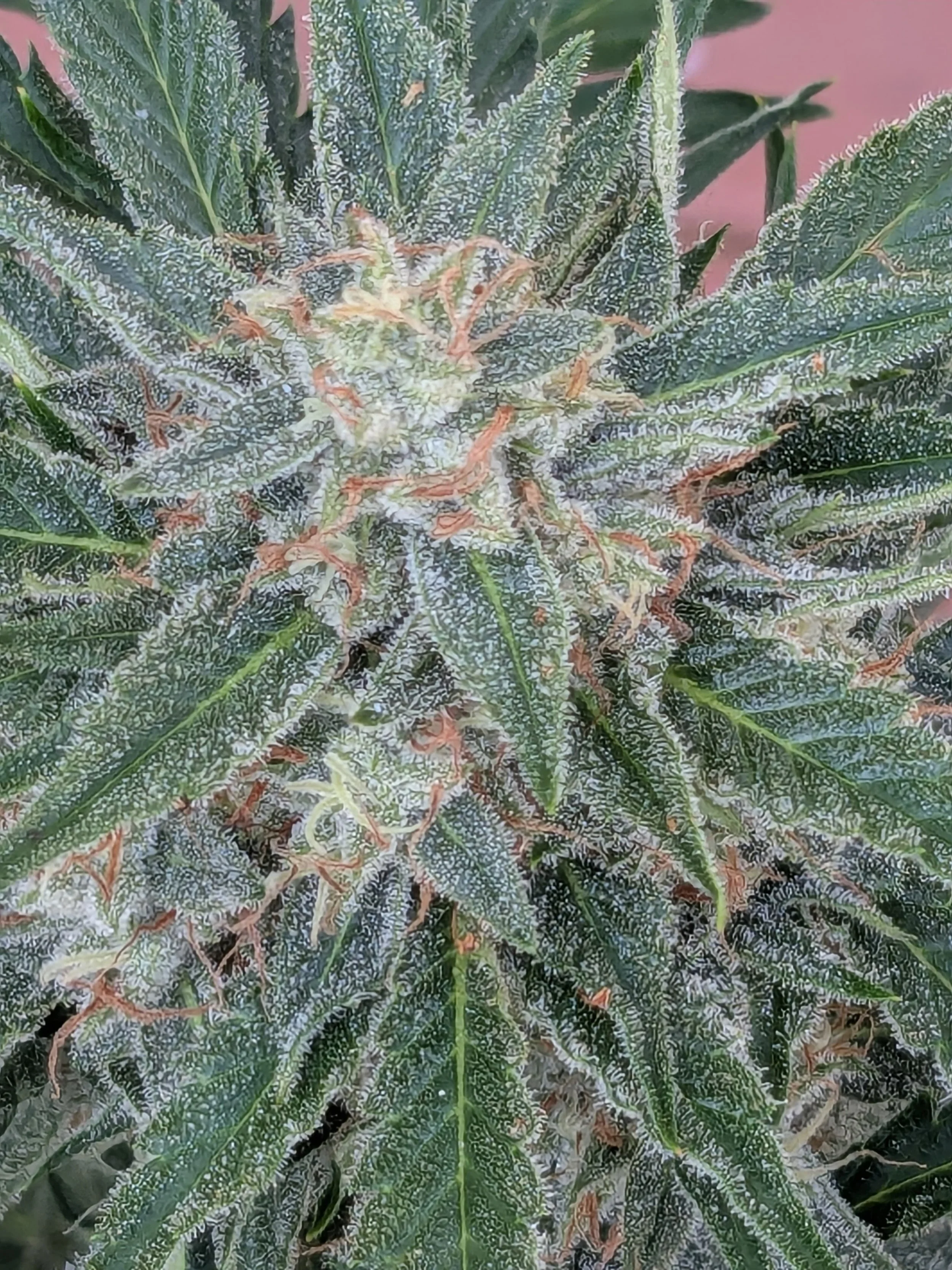 Close-up of a cannabis plant with green serrated leaves covered in trichomes and orange pistils.