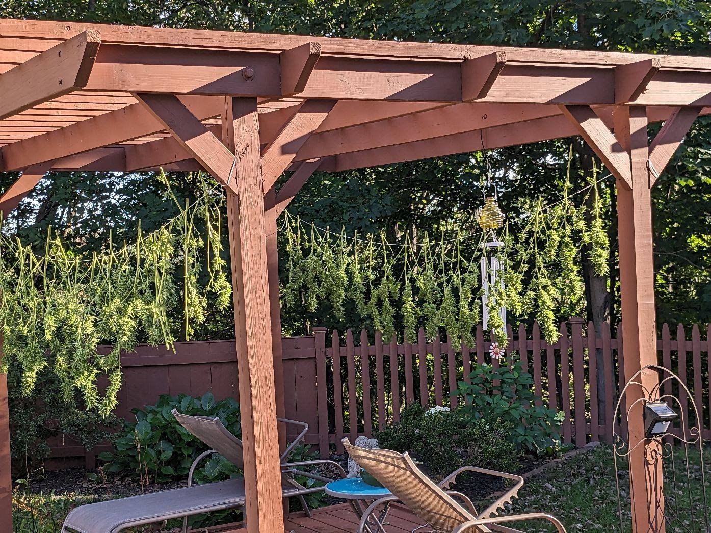 A backyard garden with a wooden pergola, hanging green plants, reclining chairs, and a small table, surrounded by a wooden fence and green trees.