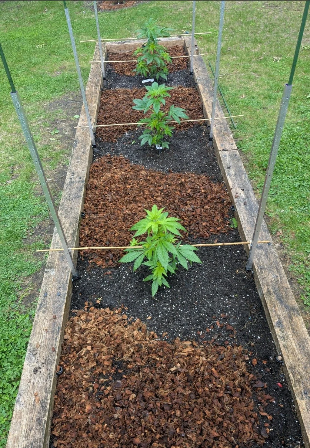 Four cannabis plants growing in a wooden planter box with gardening supports and bark mulch on either side.