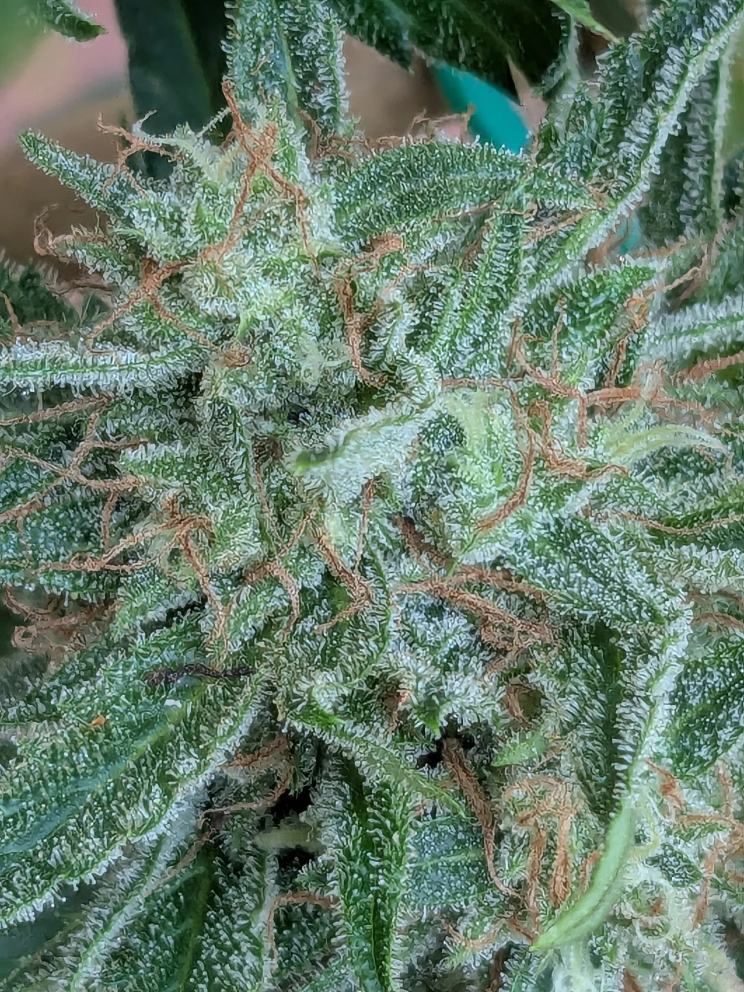 Close-up of a leafy plant with serrated, green leaves and reddish-brown veins.