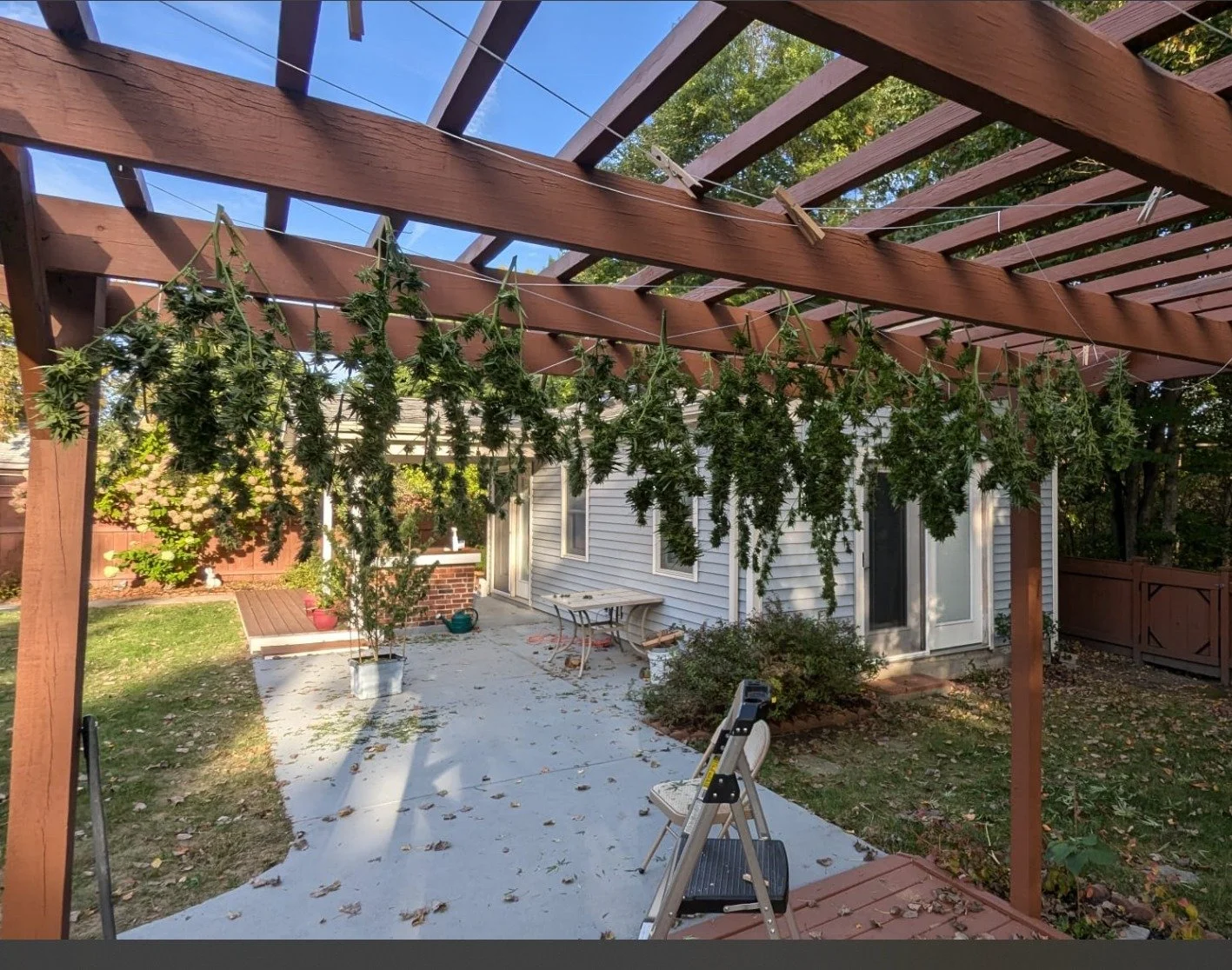 Outdoor backyard scene with a wooden pergola, hanging trimmed cannabis plants, a white house with sliding glass doors, a small table, and a foldable ladder.