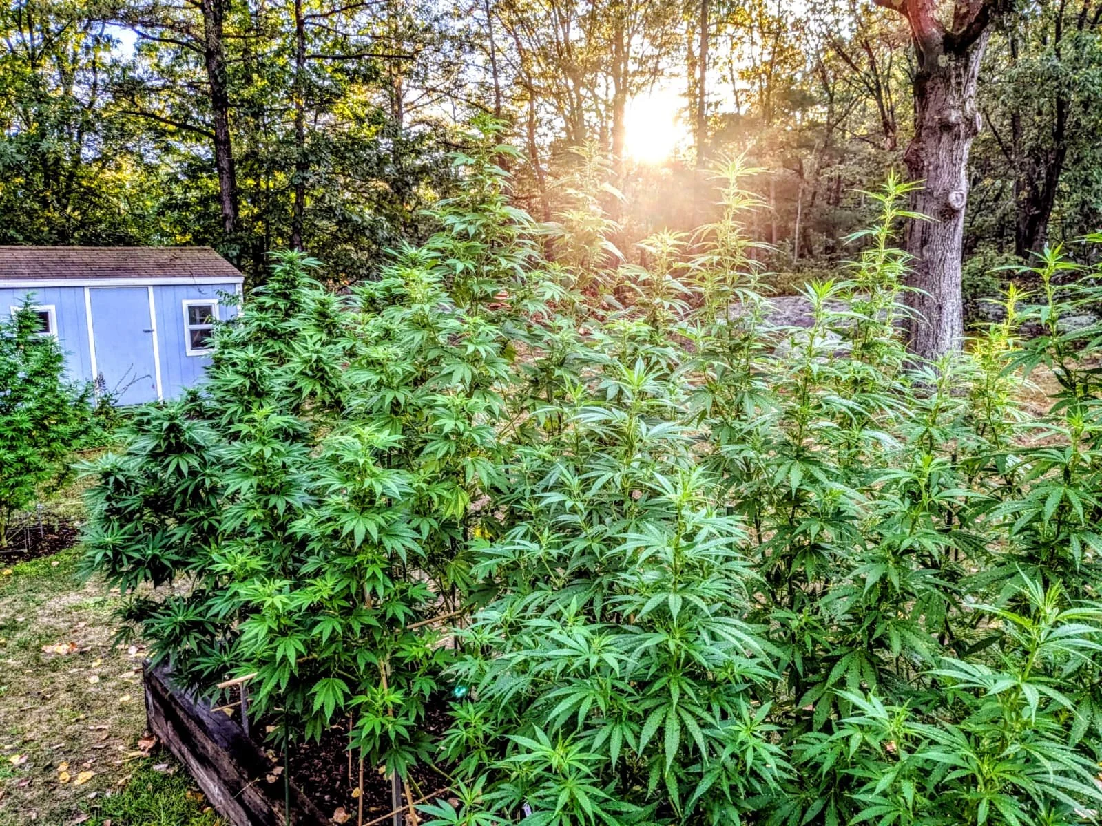 Outdoor garden with cannabis plants in sunlight, small blue shed, trees, and sun setting in background.