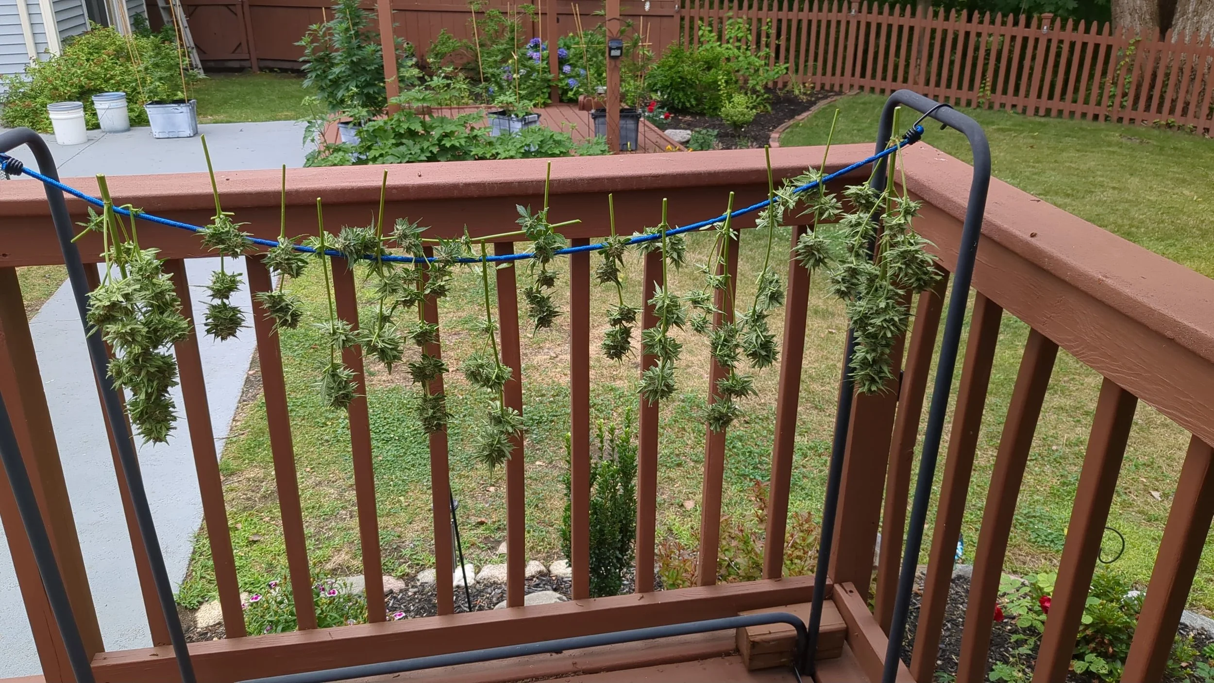 Cannabis plants hanging on a blue clothesline attached to a wooden deck railing.
